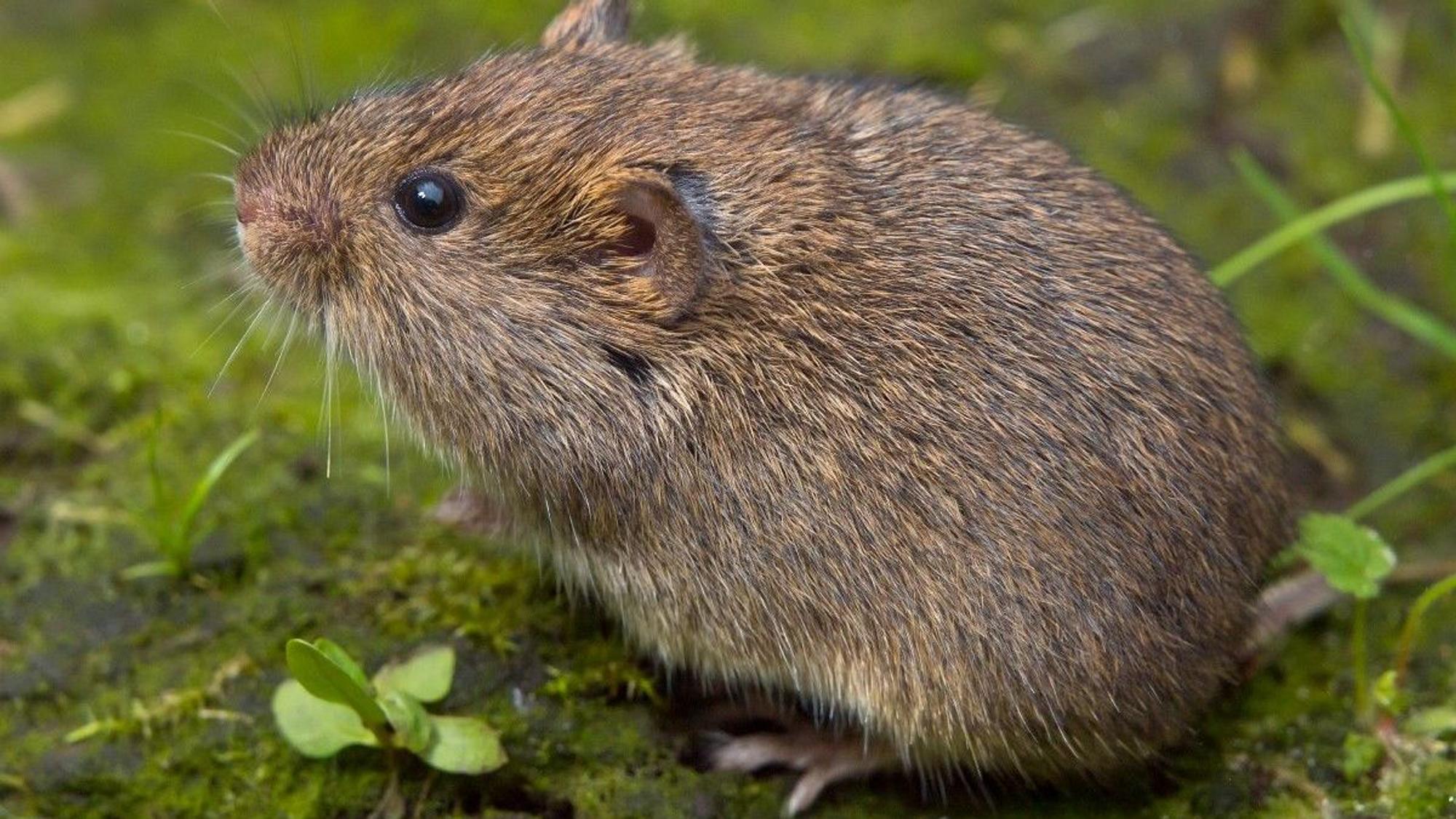 Eine Erdmaus.