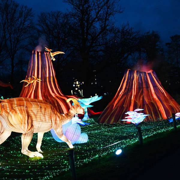 Leuchtende Dinos im Zoo in Köln. (Archivbild 2025)