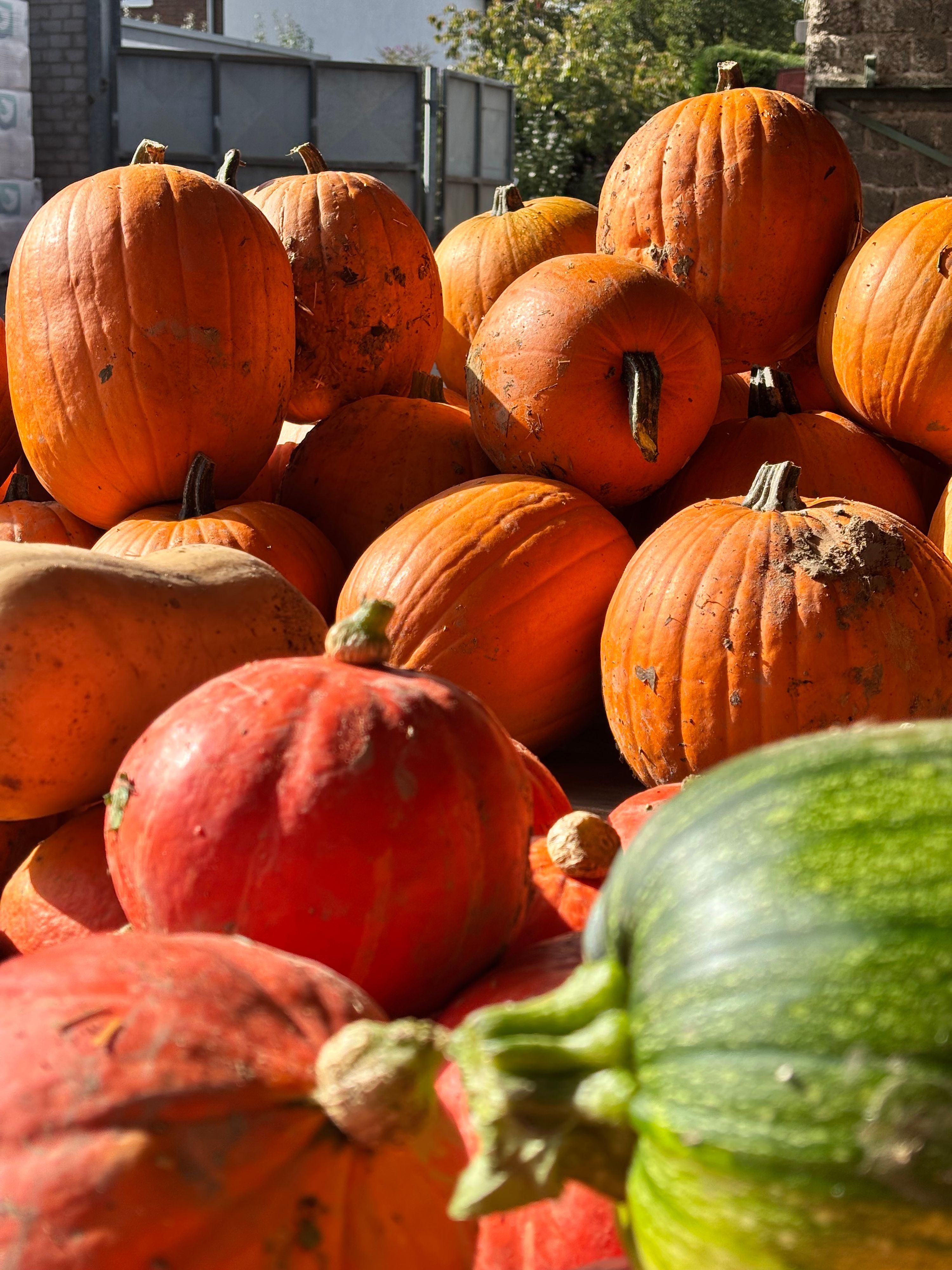 Im Herbst werden Kürbisse am Hof angeboten, im Winter können dort Tannenbäume abgeholt und zurückgebracht werden.