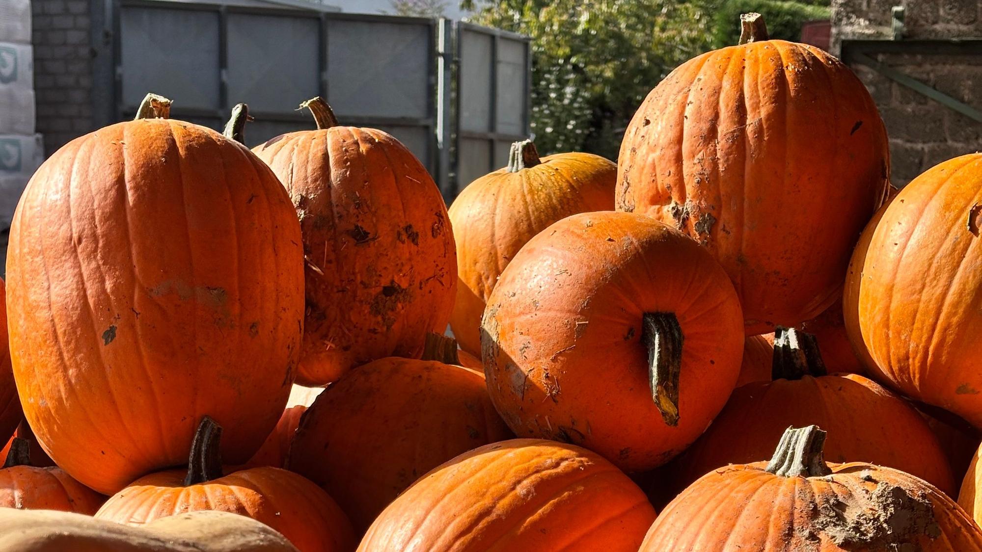 Im Herbst werden Kürbisse am Hof angeboten, im Winter können dort Tannenbäume abgeholt und zurückgebracht werden.