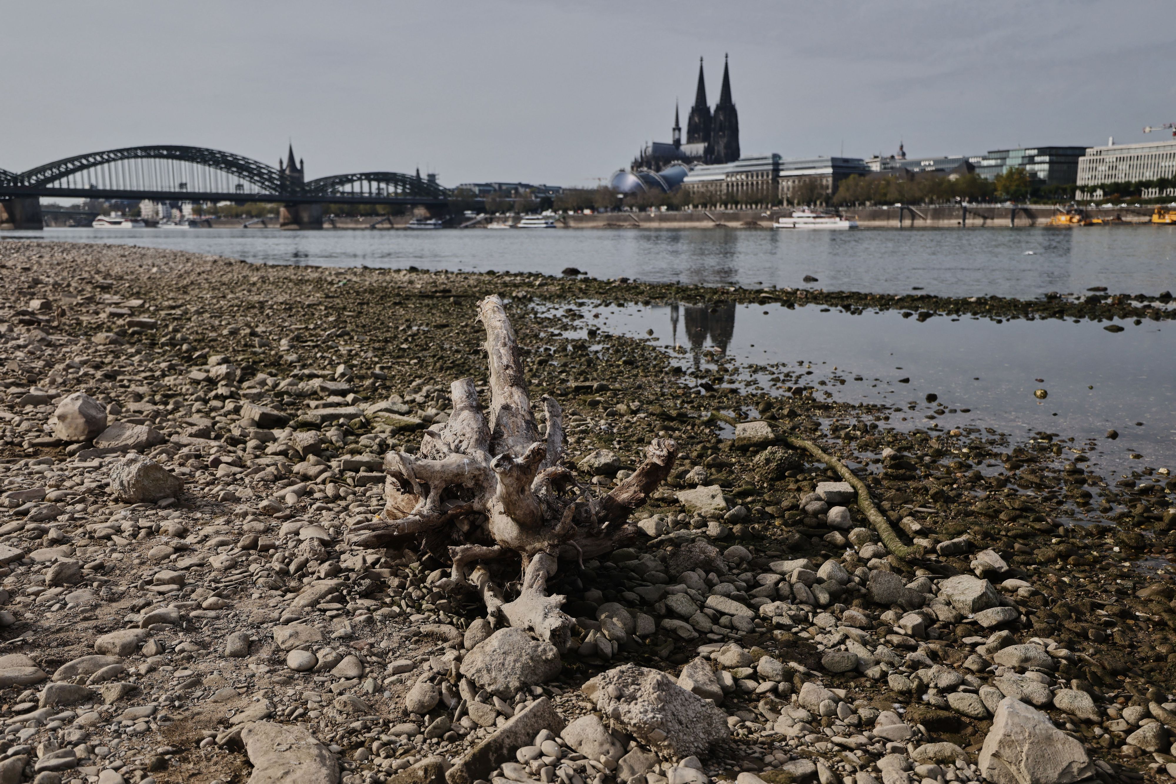 Der Dom spiegelt sich am Rheinufer in Köln im Wasser. Die außerordentlich niedrigen Pegelstände am Rhein erschweren den Schiffsverkehr weiter.