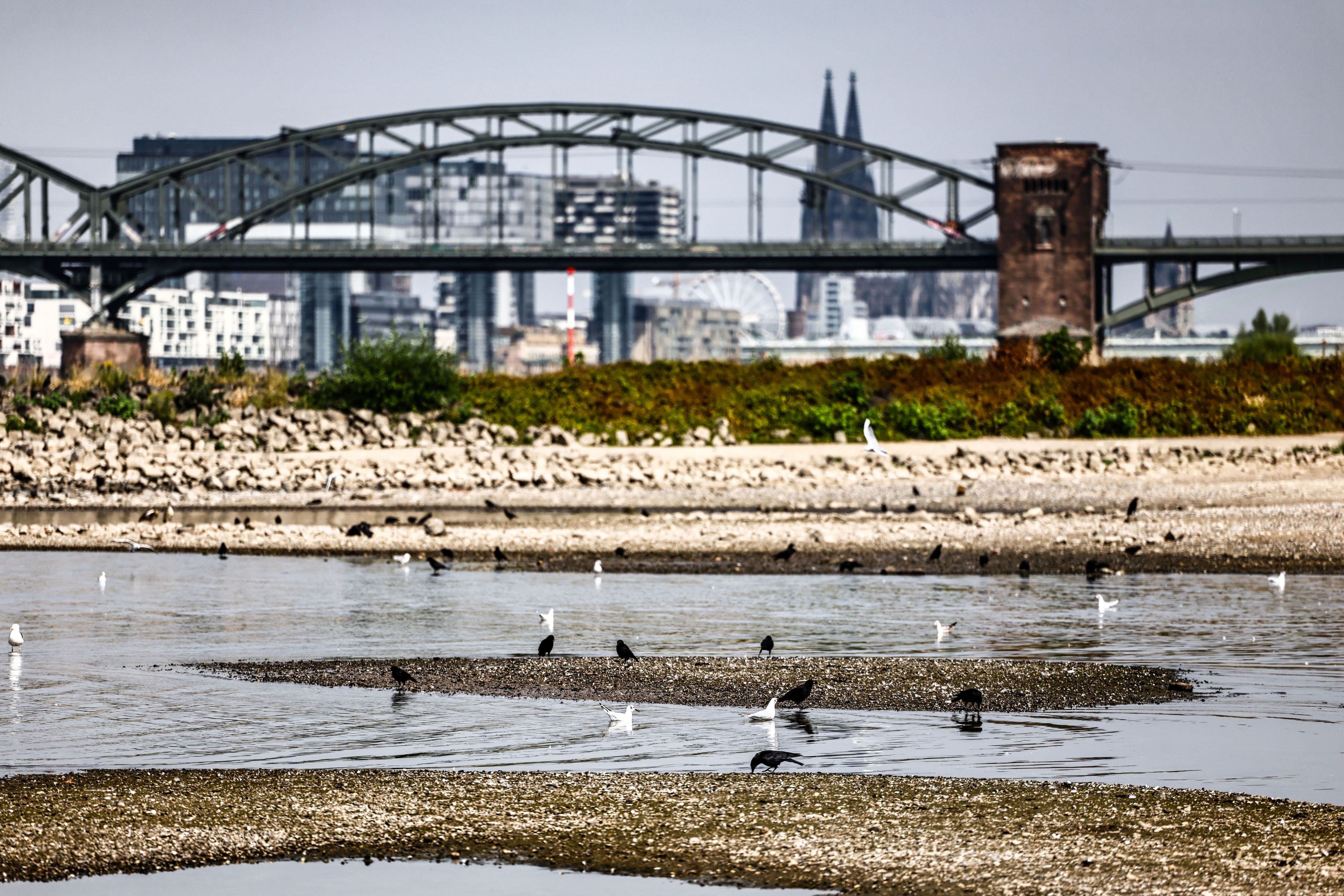 31.07.2026, Nordrhein-Westfalen, Köln: Vögel baden vor dem Panorama der Südbrücke und des Doms bei niedrigem Pegelstand an Sandbänken, die aus dem Wasser ragen im Rhein. Foto: Oliver Berg/dpa +++ dpa-Bildfunk +++