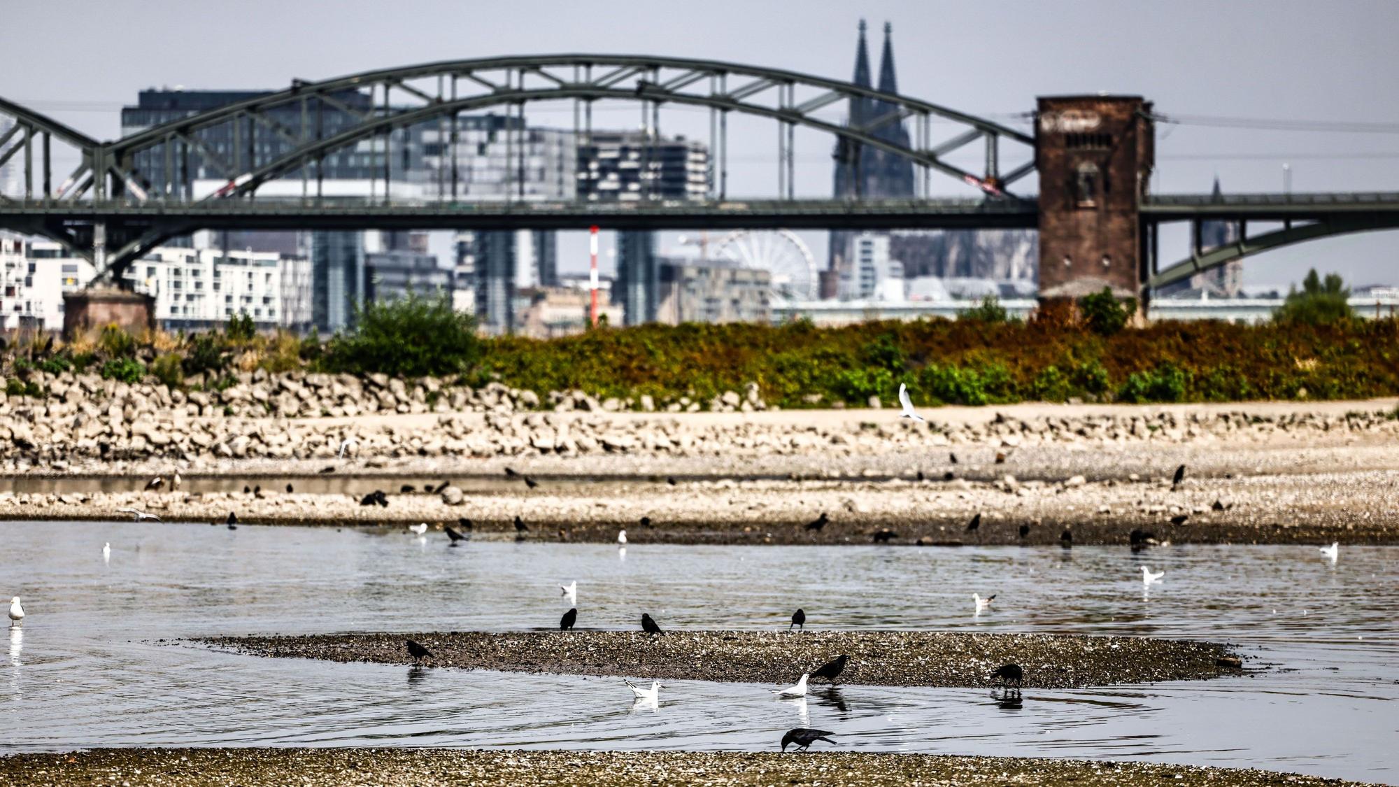 31.07.2026, Nordrhein-Westfalen, Köln: Vögel baden vor dem Panorama der Südbrücke und des Doms bei niedrigem Pegelstand an Sandbänken, die aus dem Wasser ragen im Rhein. Foto: Oliver Berg/dpa +++ dpa-Bildfunk +++