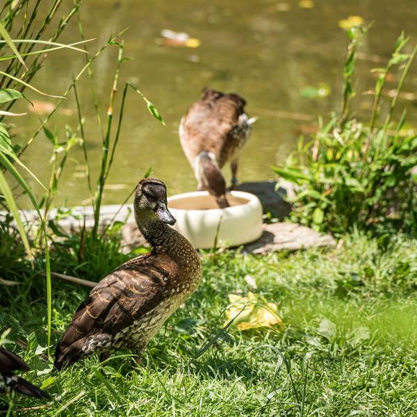 Enten im Kölner Zoo. (Archivbild)