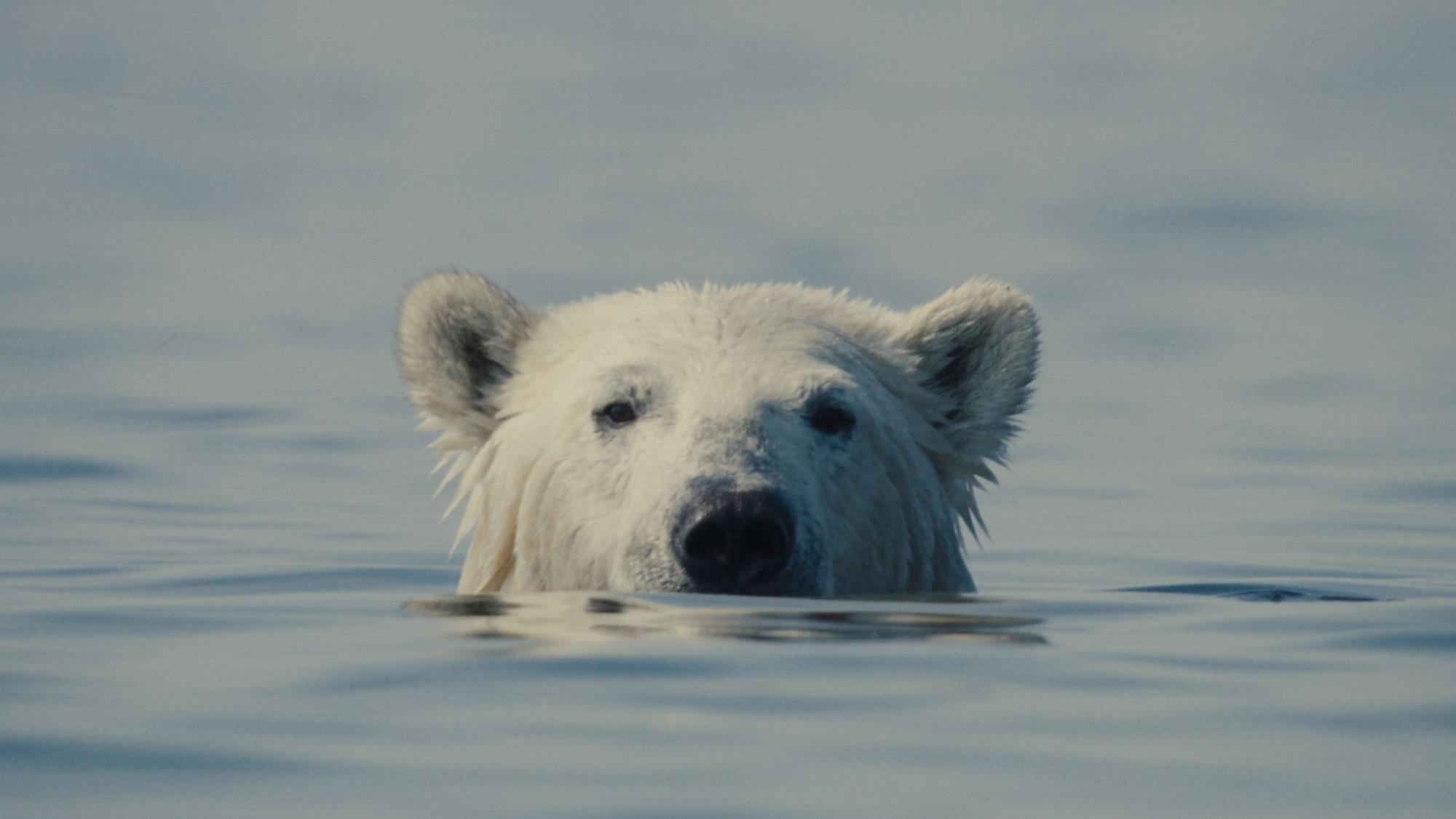 Ein Eisbär schaut aus dem Wasser.