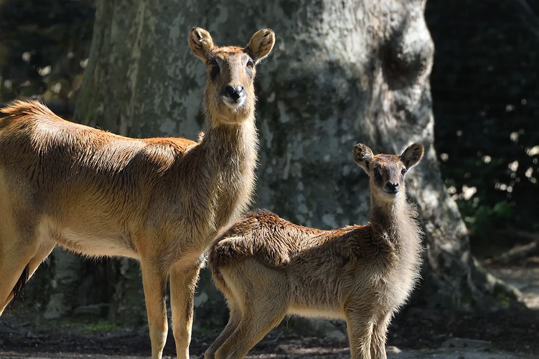 Weißnacken-Moorantilopen im Kölner Zoo