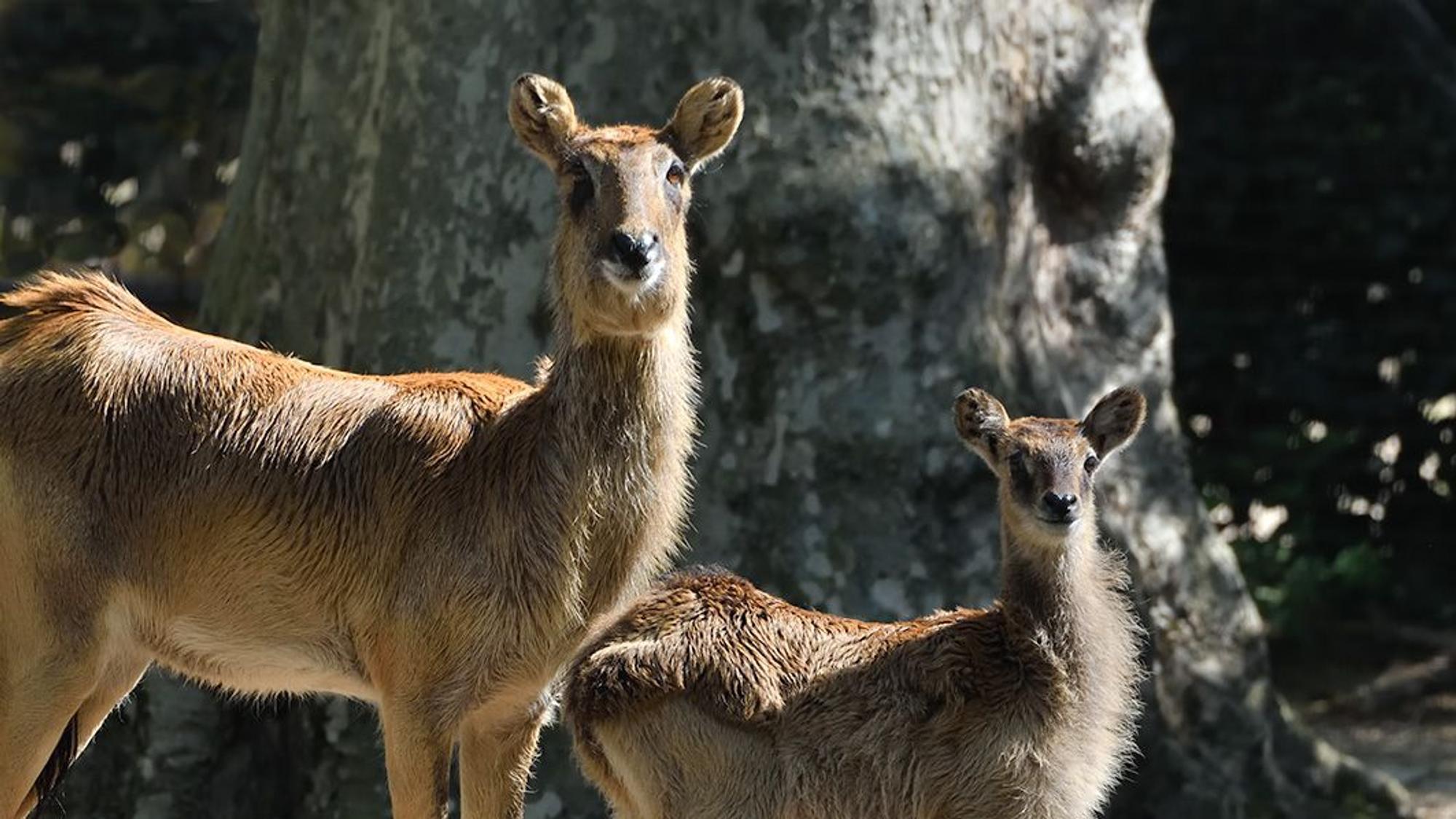 Weißnacken-Moorantilopen im Kölner Zoo