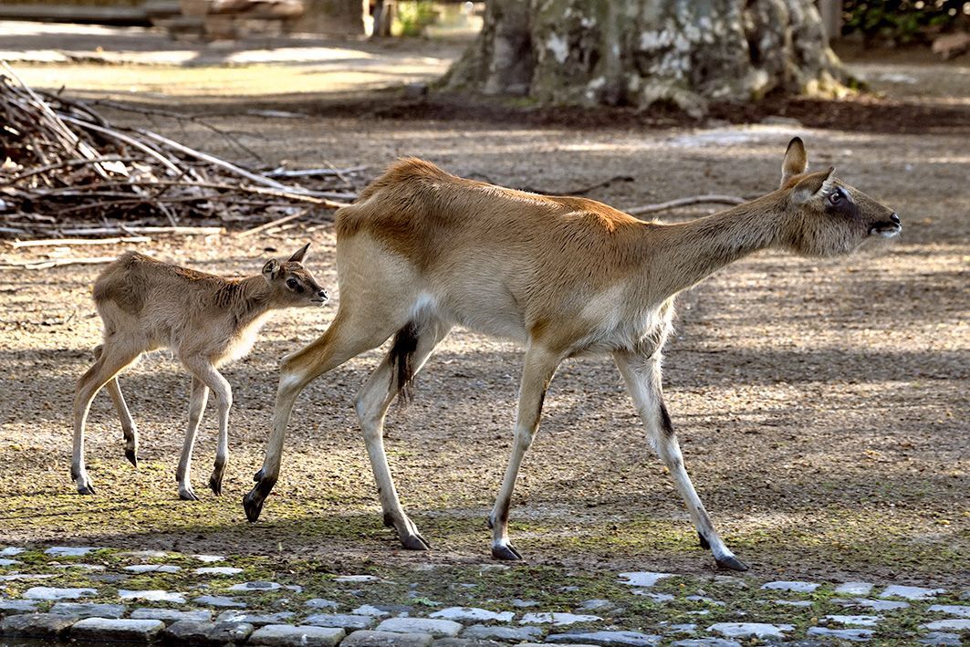 Weißnacken-Moorantilopen im Kölner Zoo