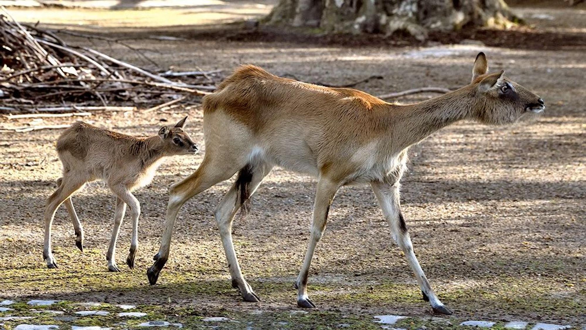 Weißnacken-Moorantilopen im Kölner Zoo