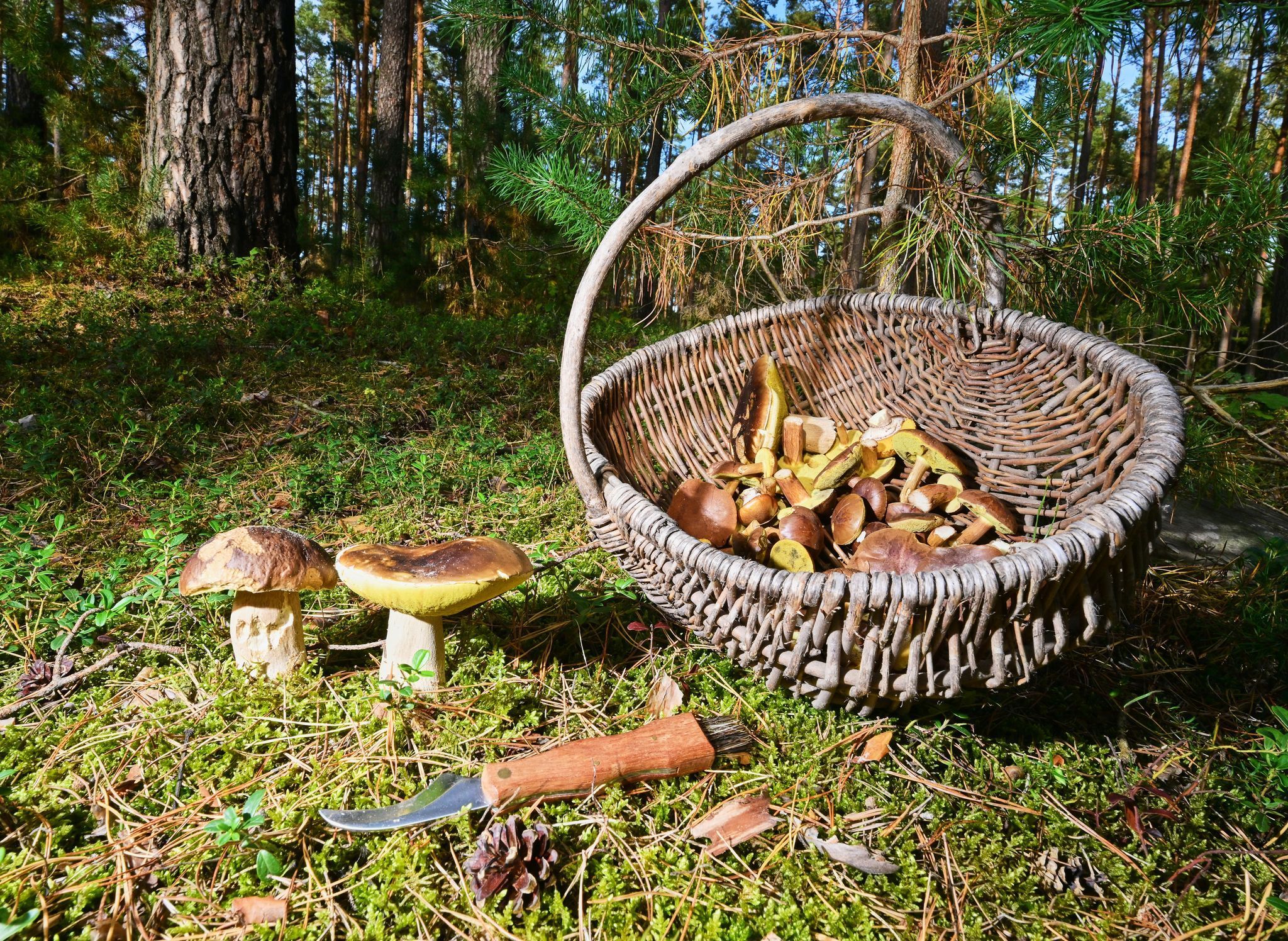 Herbstzeit ist auch Pilzzeit