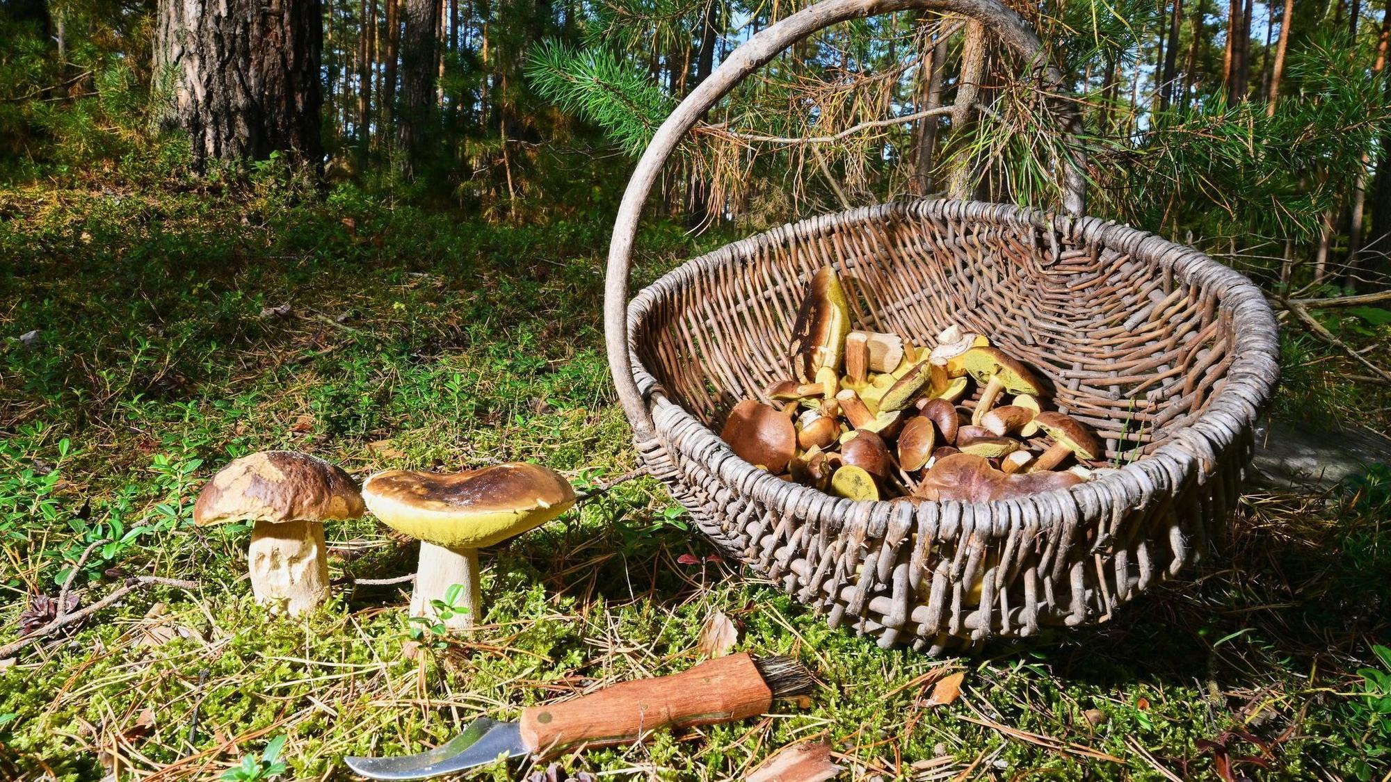 Herbstzeit ist auch Pilzzeit