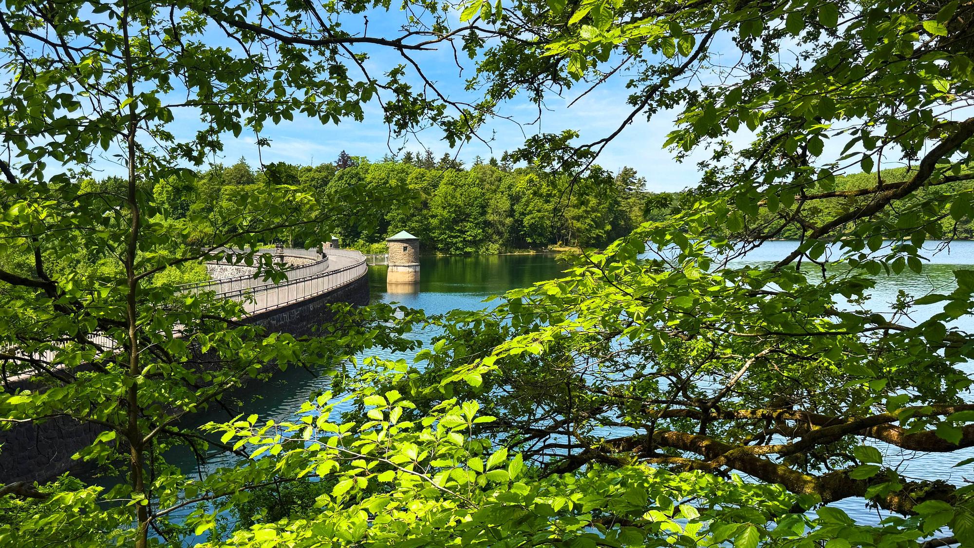 Blick durch frisches Grün auf die Staumauer der Neyetalsperre bei Wipperfürth.