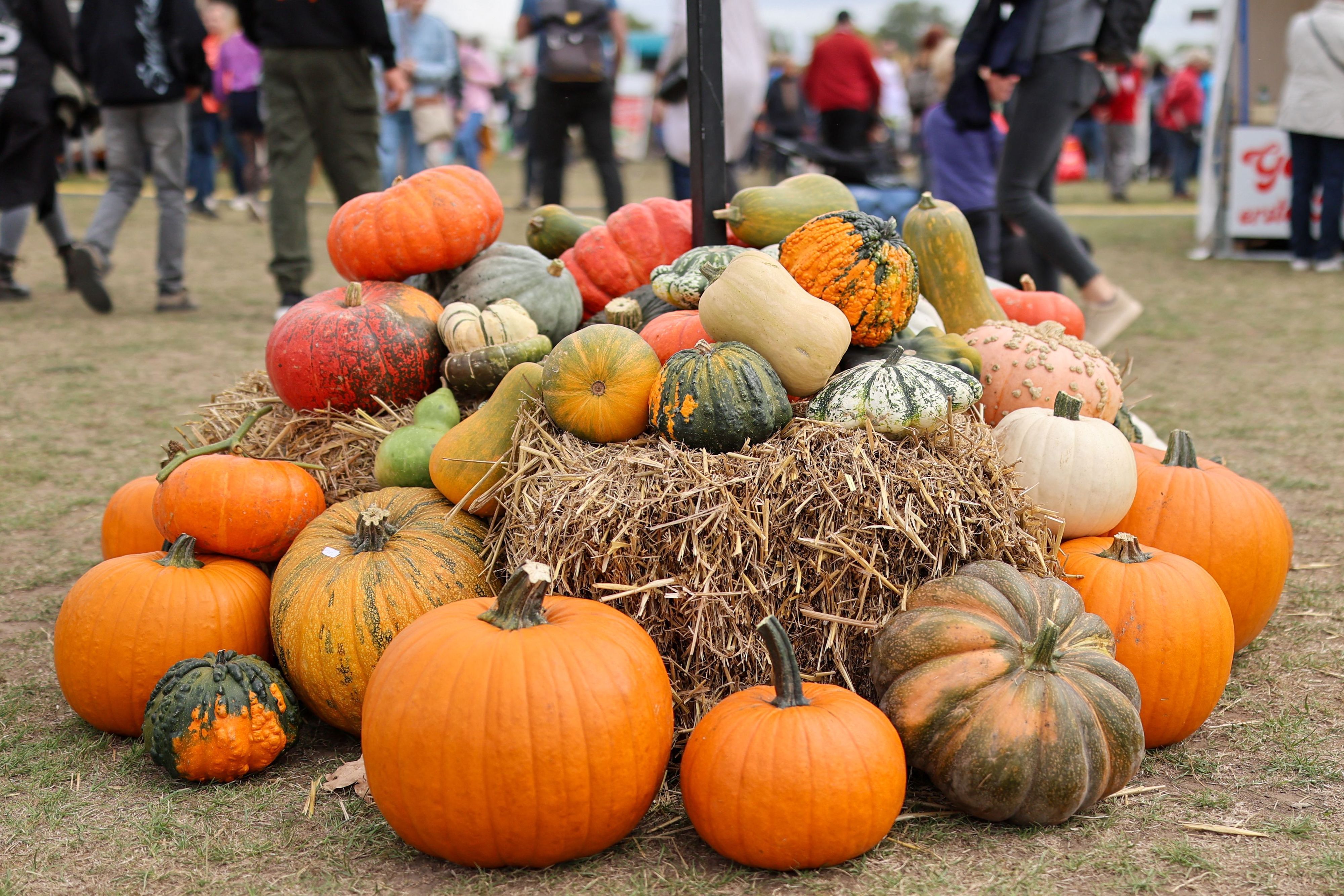 Zierkürbisse liegen auf dem Boden. Ein Zeichen für den Herbst. (Symbolbild)