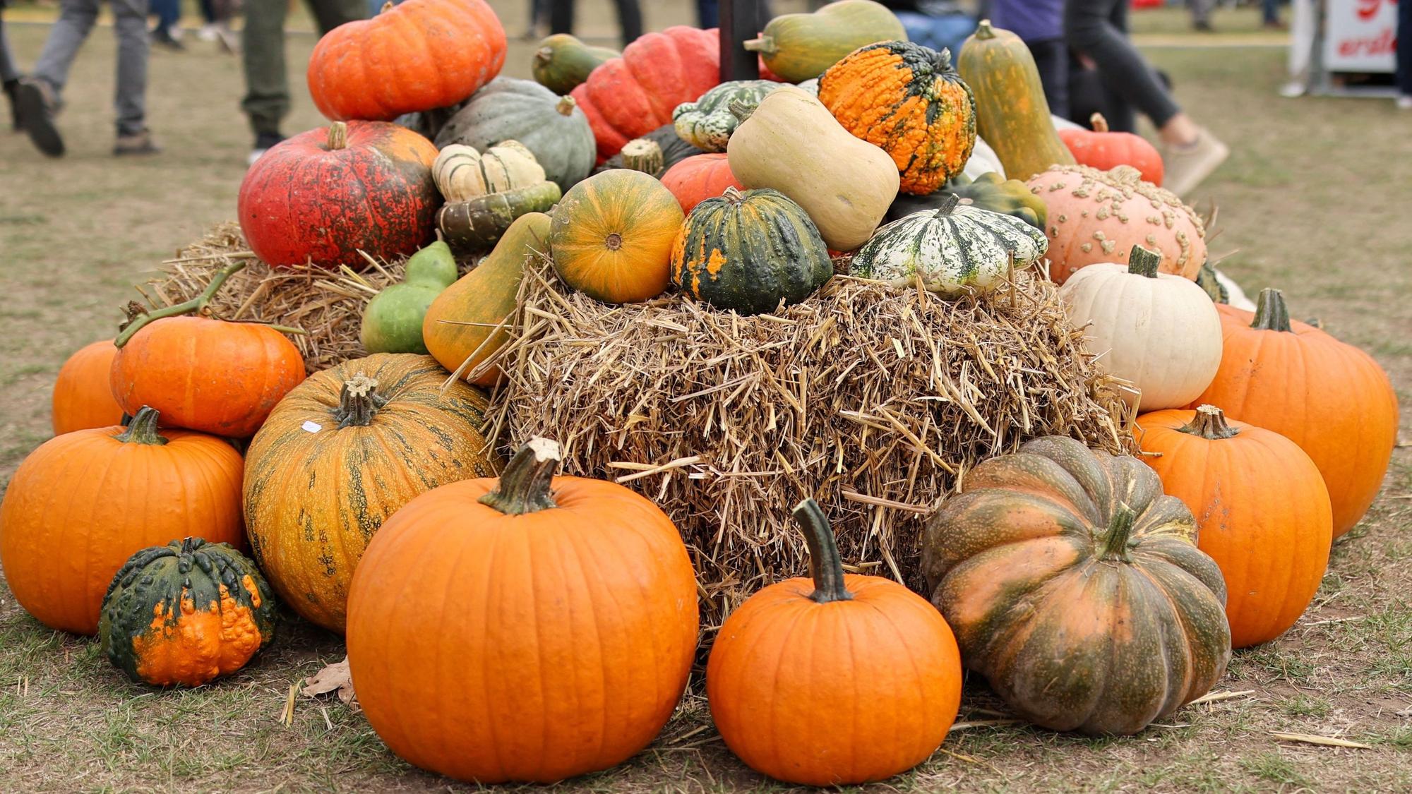 Zierkürbisse liegen auf dem Boden. Ein Zeichen für den Herbst. (Symbolbild)