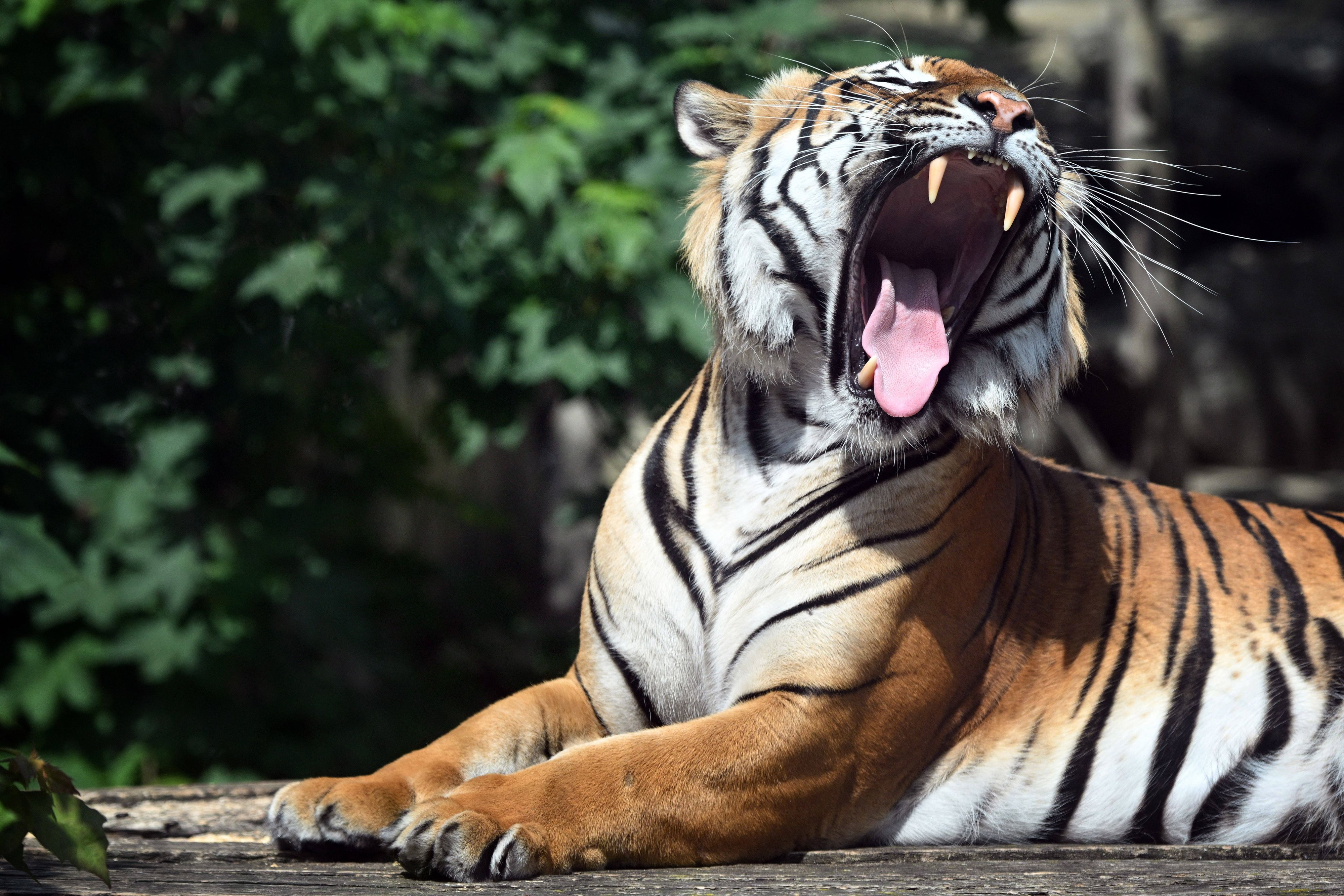 Ein Tiger liegt in einem Gehege im Zoo.