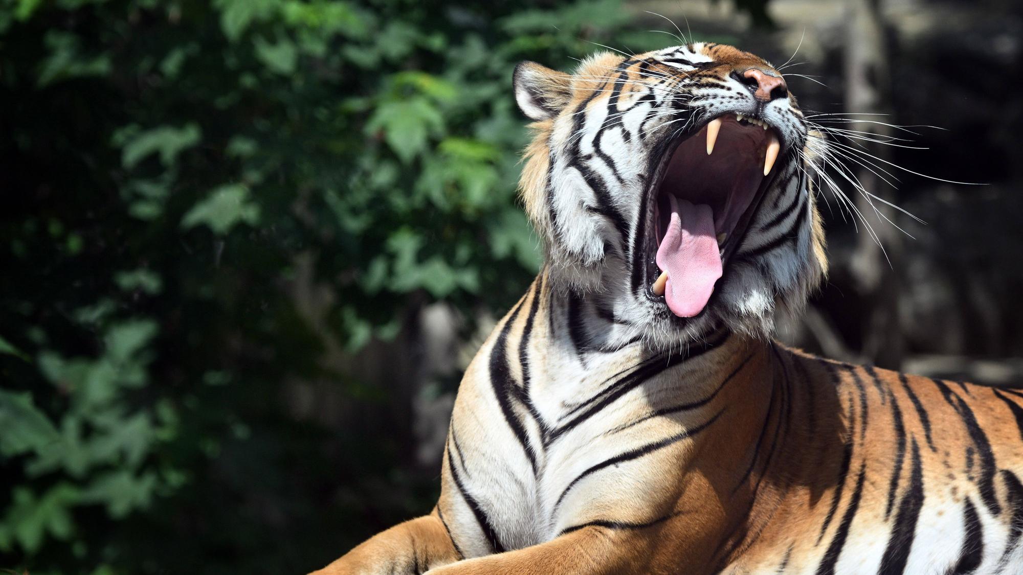 Ein Tiger liegt in einem Gehege im Zoo.