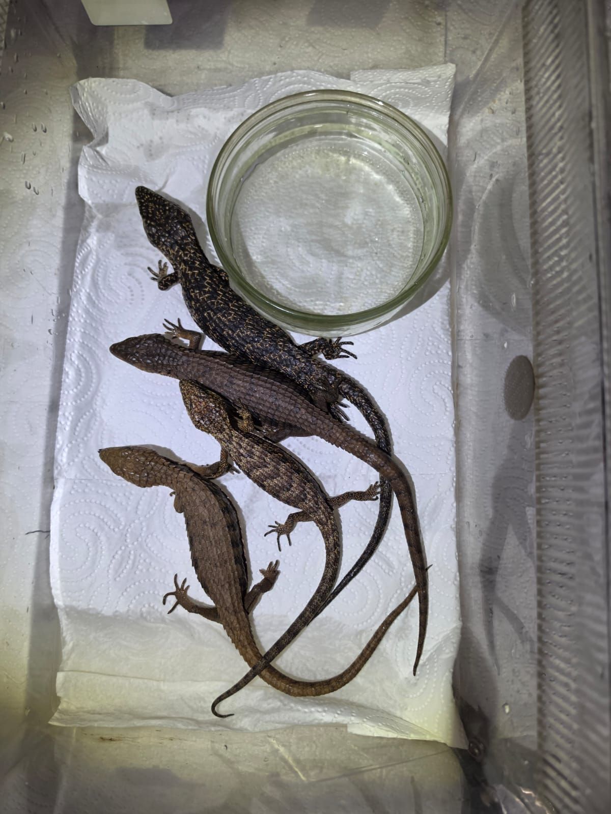 geschmuggelte Reptilien aus Mexiko