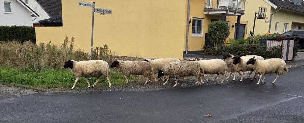 Für die Entschärfung eines Blindgängers am Rheinufer musste auch eine Schafsherde kurzzeitig umziehen.