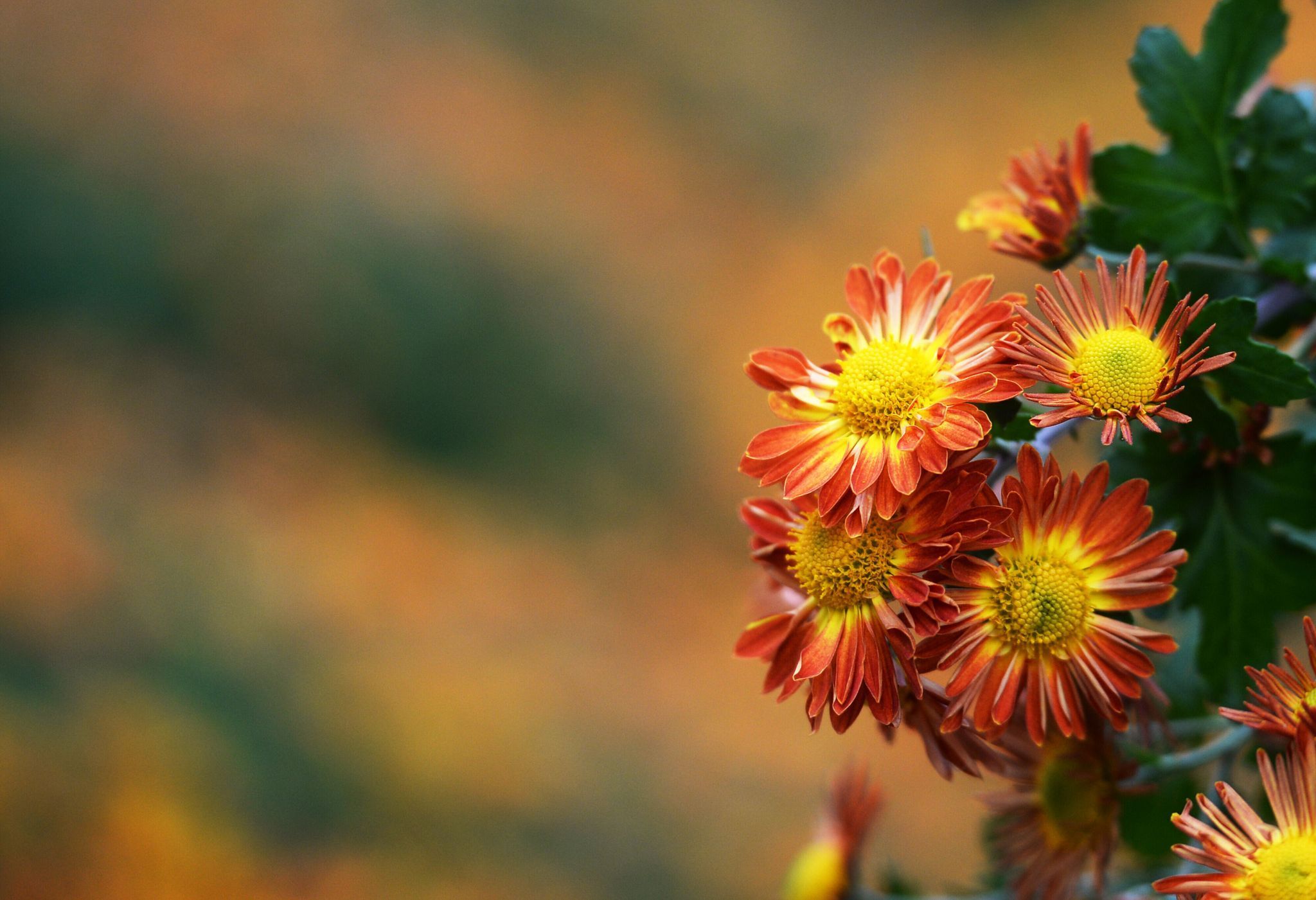 Chrysanthemen in sattem Orange