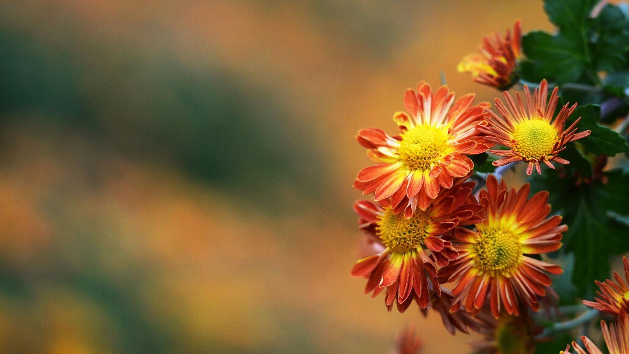 Chrysanthemen in sattem Orange