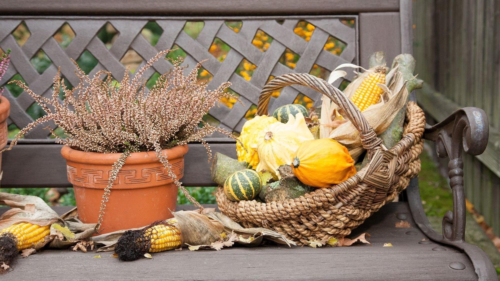 Herbstdekoration im Garten
