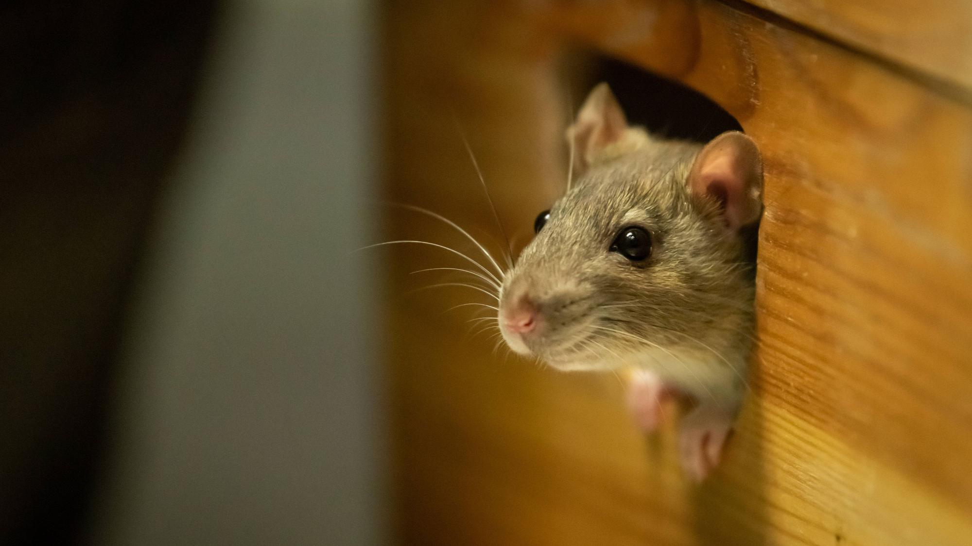 Für Gastronomen ein Ärgernis: Mäuse und Ratten im eigenen Betrieb.