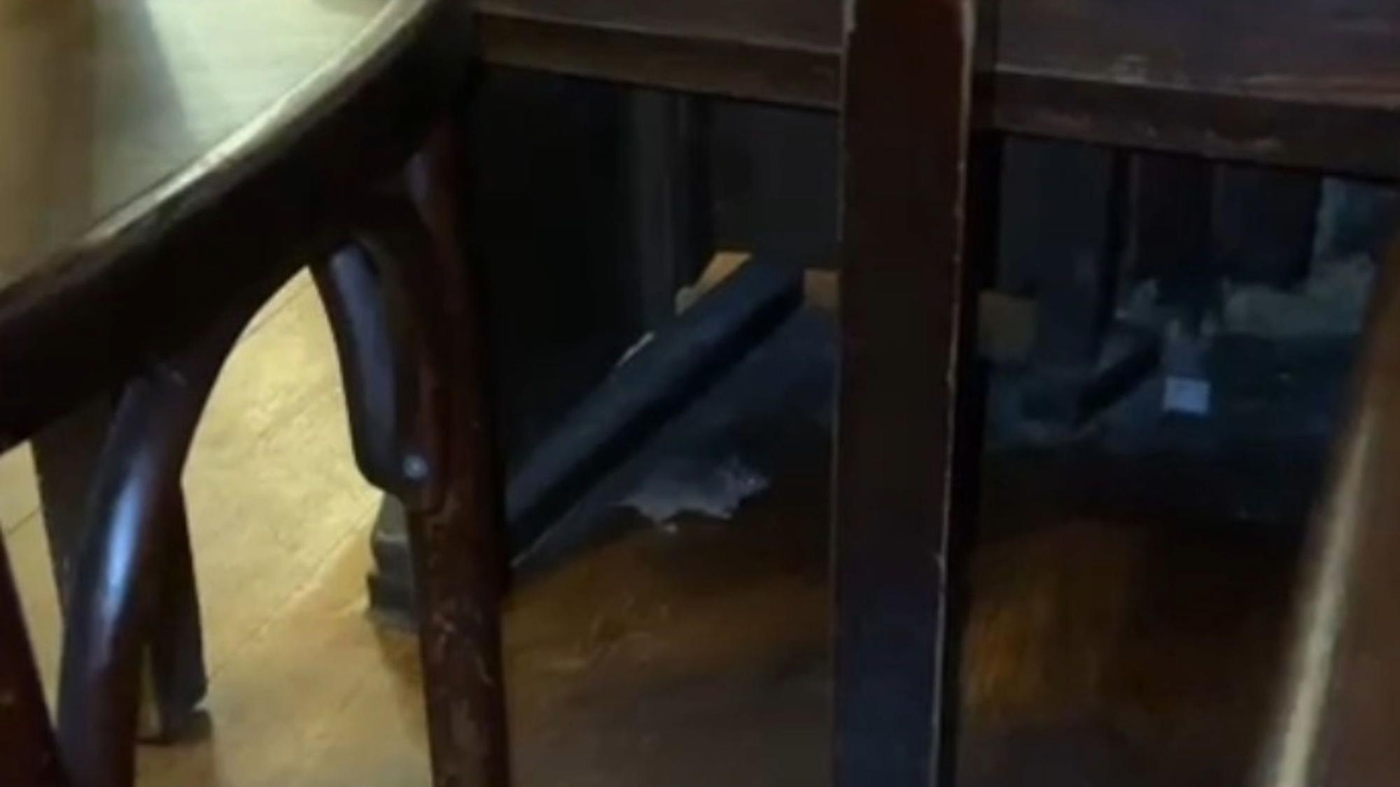 Eine Maus flitzt unter den Tischen durch das Brauhaus.