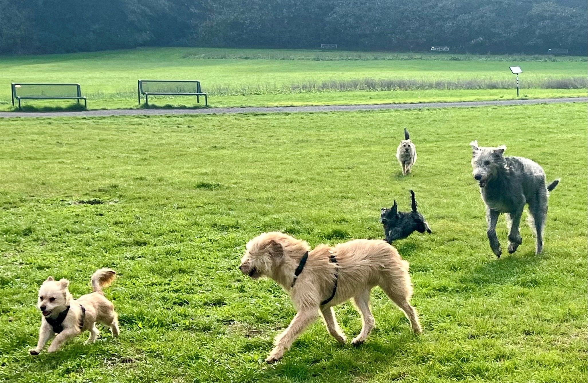 Große und kleine Hunde toben über eine Wiese.