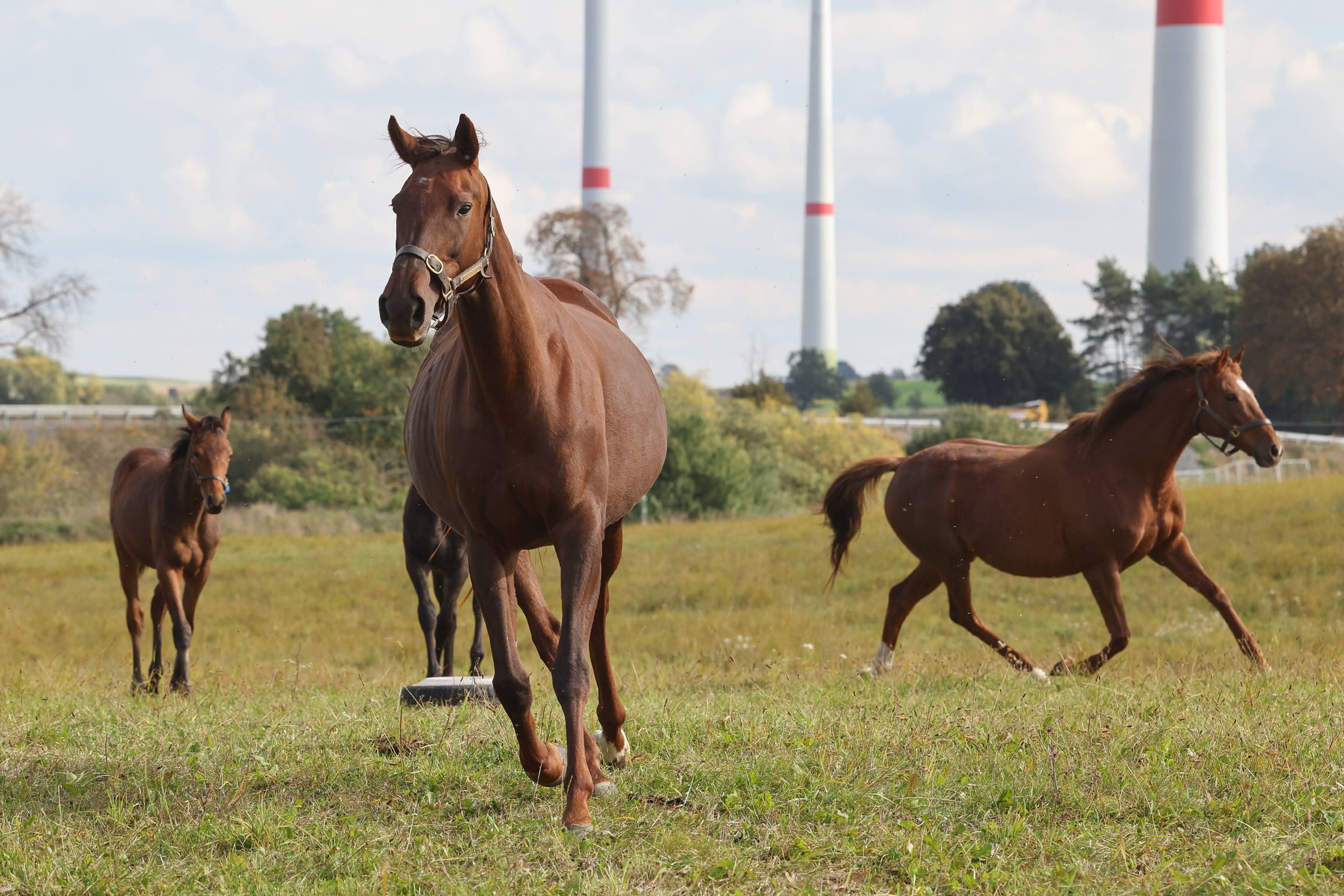 Stuten und Fohlen in Bewegung auf einer Weide.