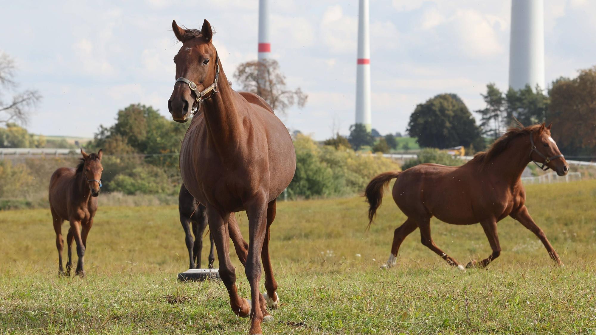 Stuten und Fohlen in Bewegung auf einer Weide.
