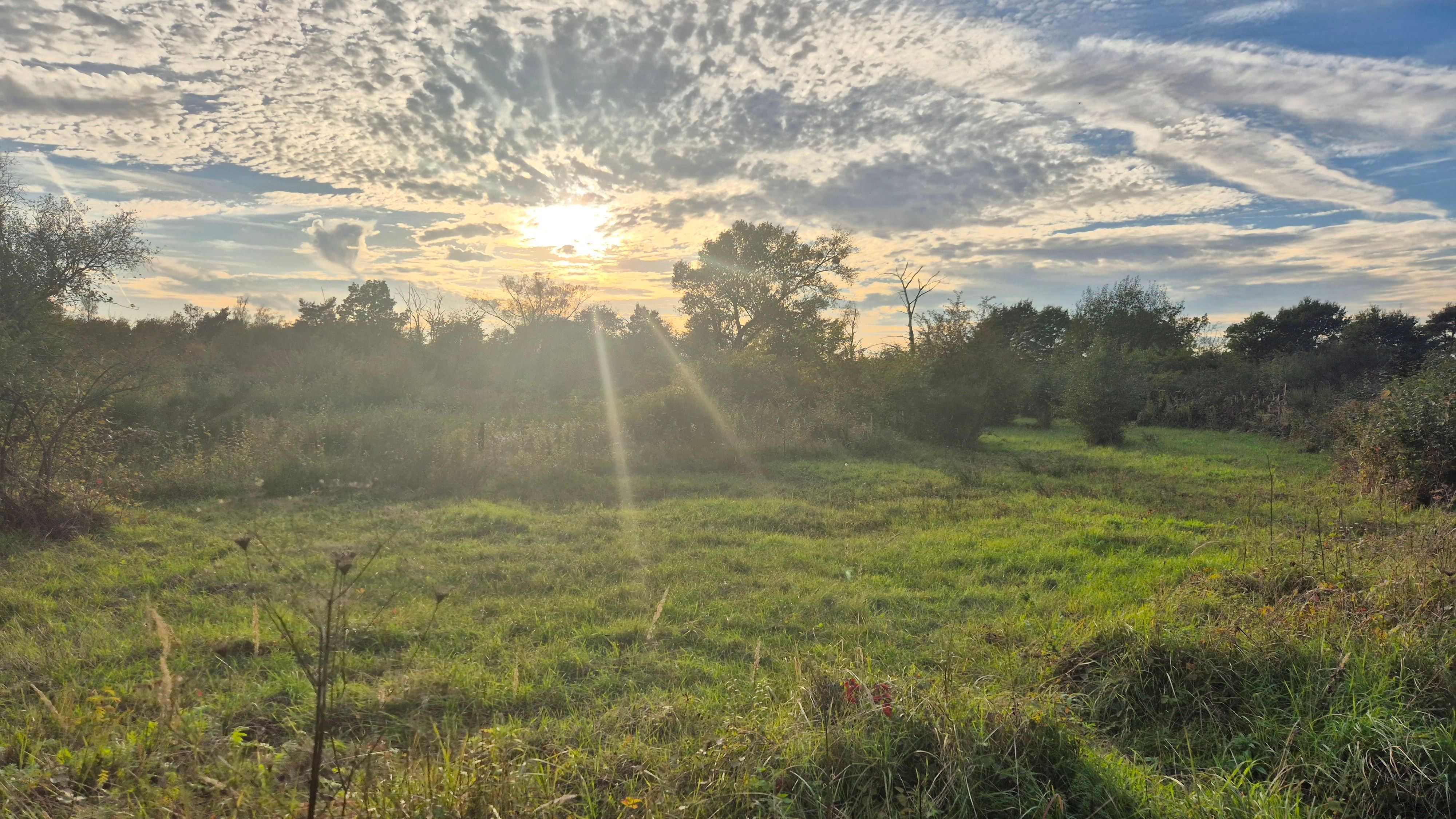 Sonnenstrahlen fallen auf eine Wiesen- und Strauchlandschaft,