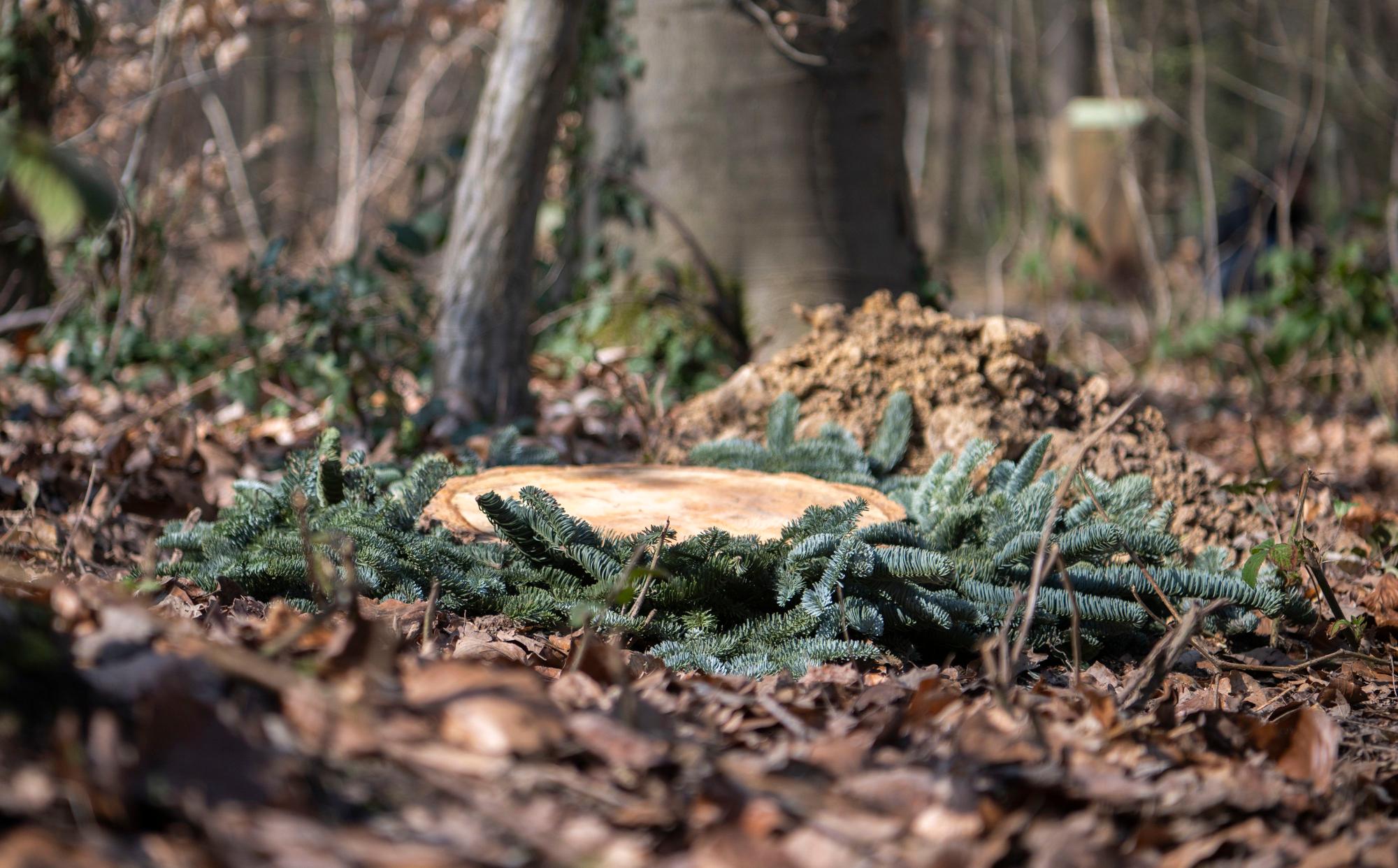 In Leichlingen wird im Dezember der erste Trauerwald eröffnet. (Symbolbild)