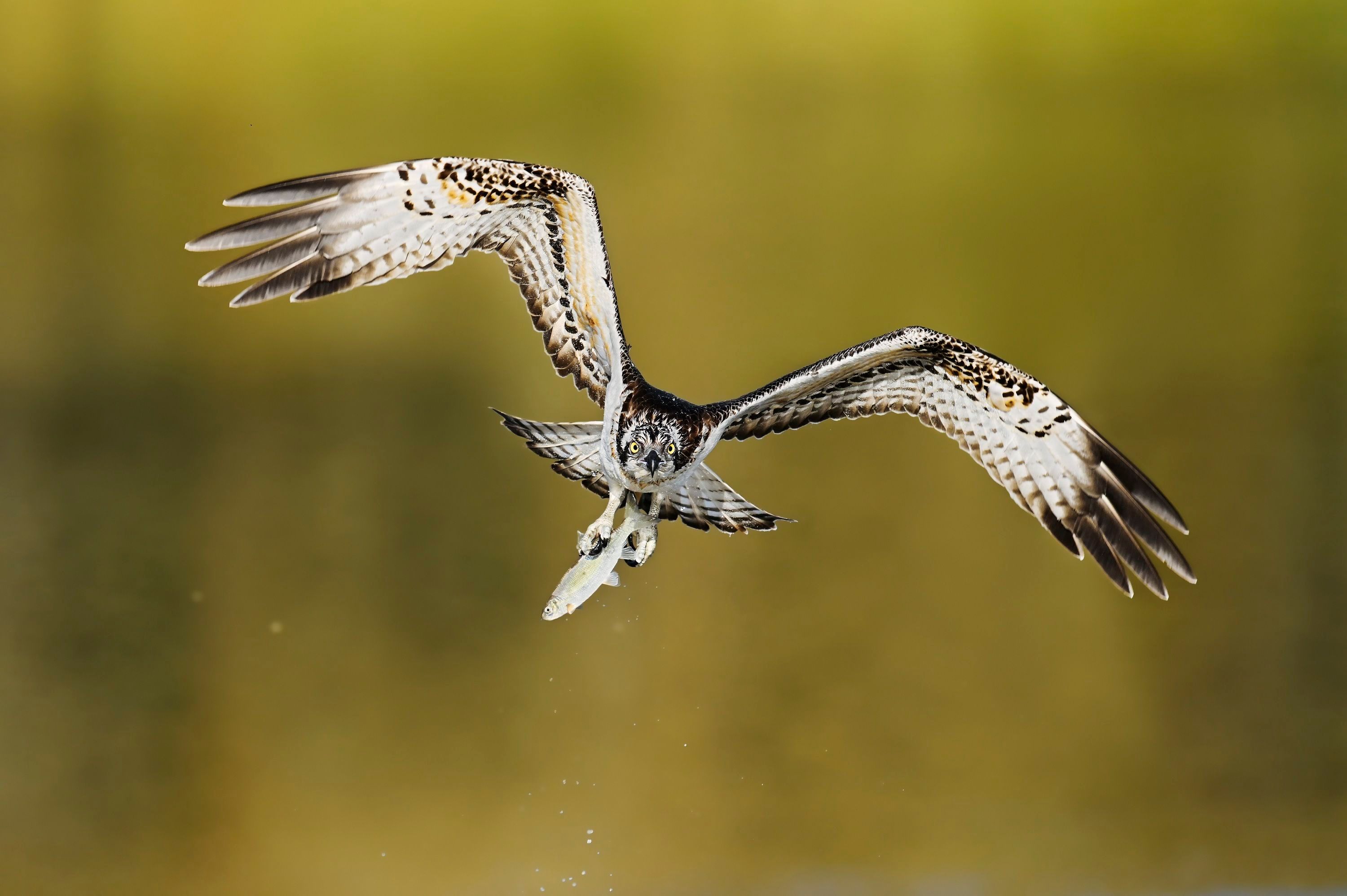 Fischadler (Pandion haliaetus) fliegt mit einem erbeuteten Fisch in den Fängen über einen See, Nordrhein-Westfalen, Deutschland