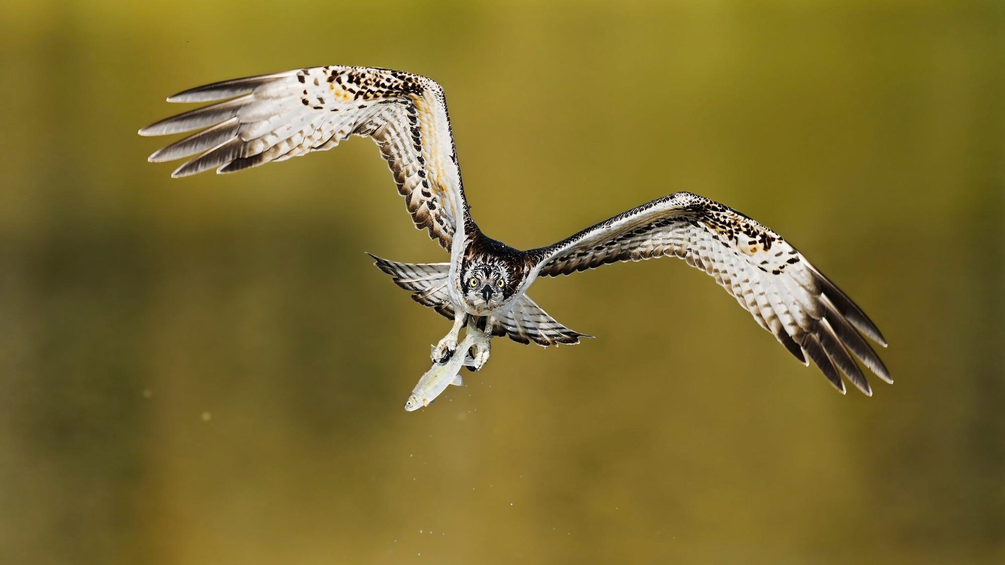 Fischadler (Pandion haliaetus) fliegt mit einem erbeuteten Fisch in den Fängen über einen See, Nordrhein-Westfalen, Deutschland