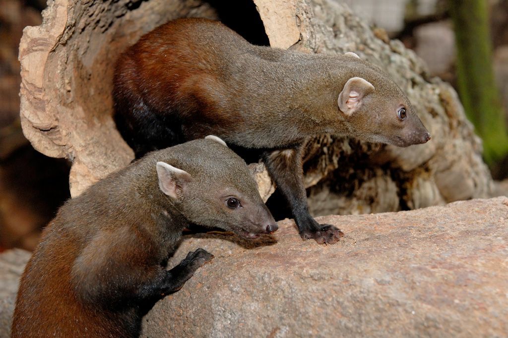 Zwei Ringelschwanzmungos in ihrem neuen Gehege im Kölner Zoo.