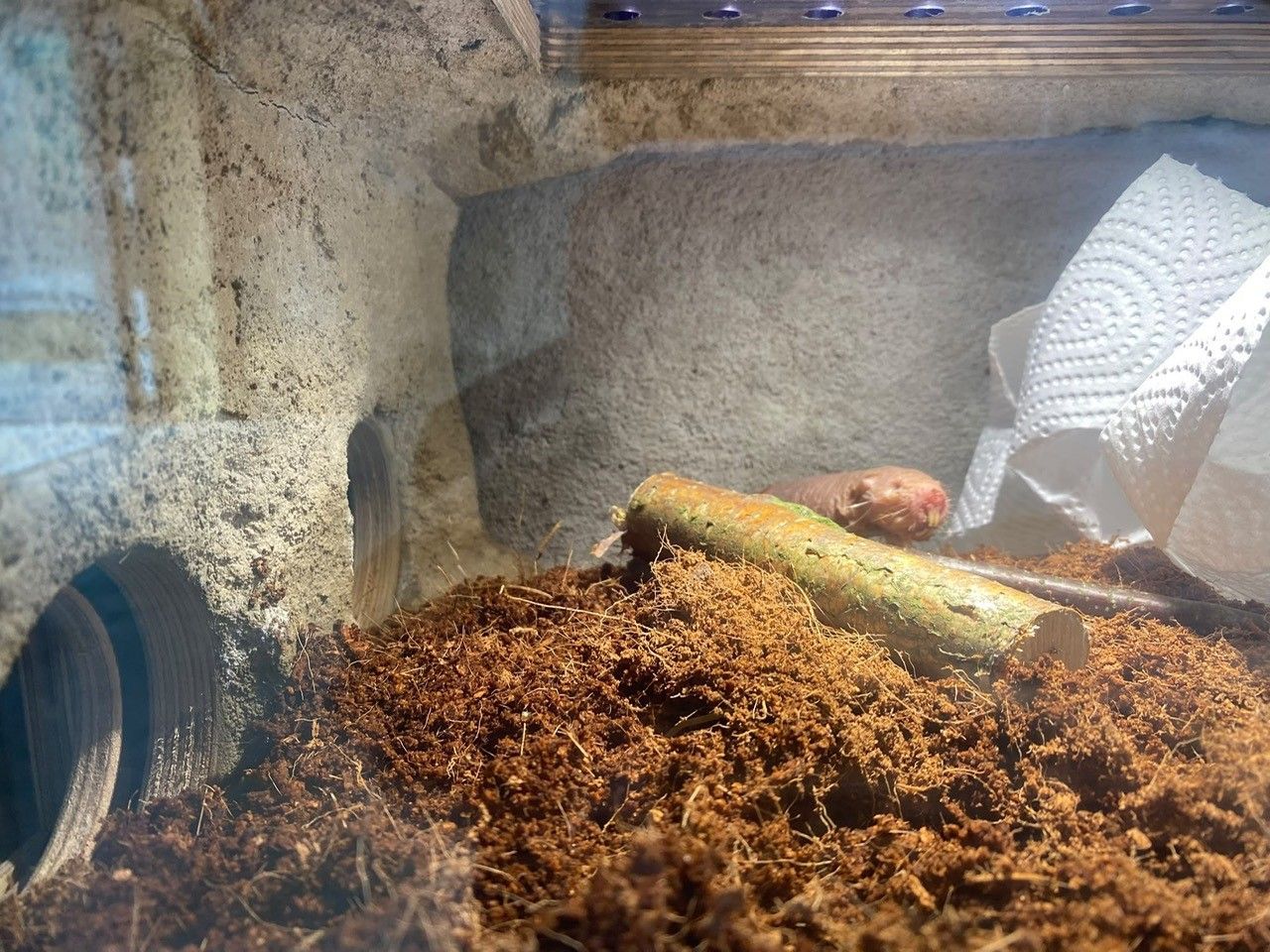Ein Nacktmull im Kölner Zoo.