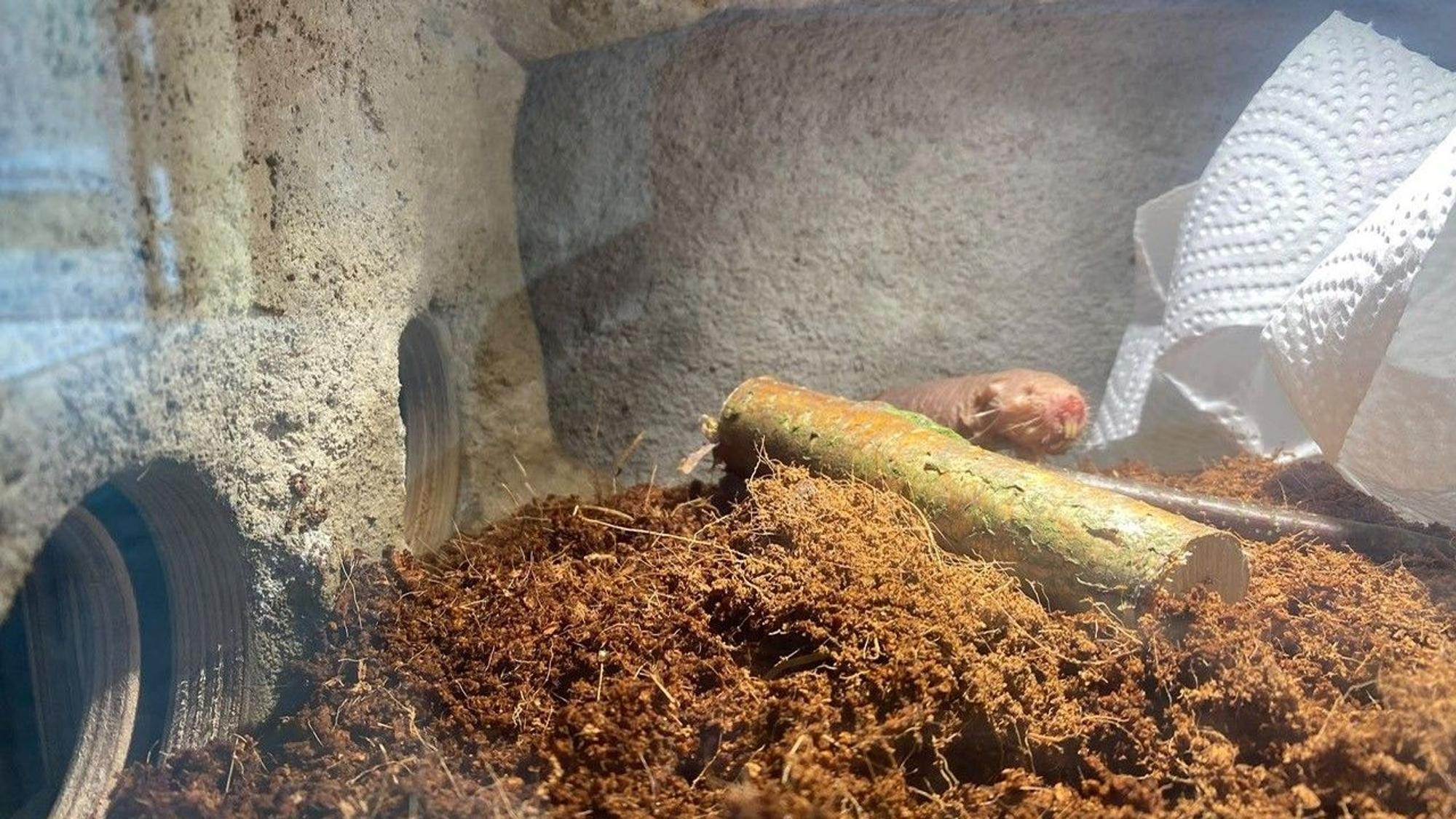 Ein Nacktmull im Kölner Zoo.