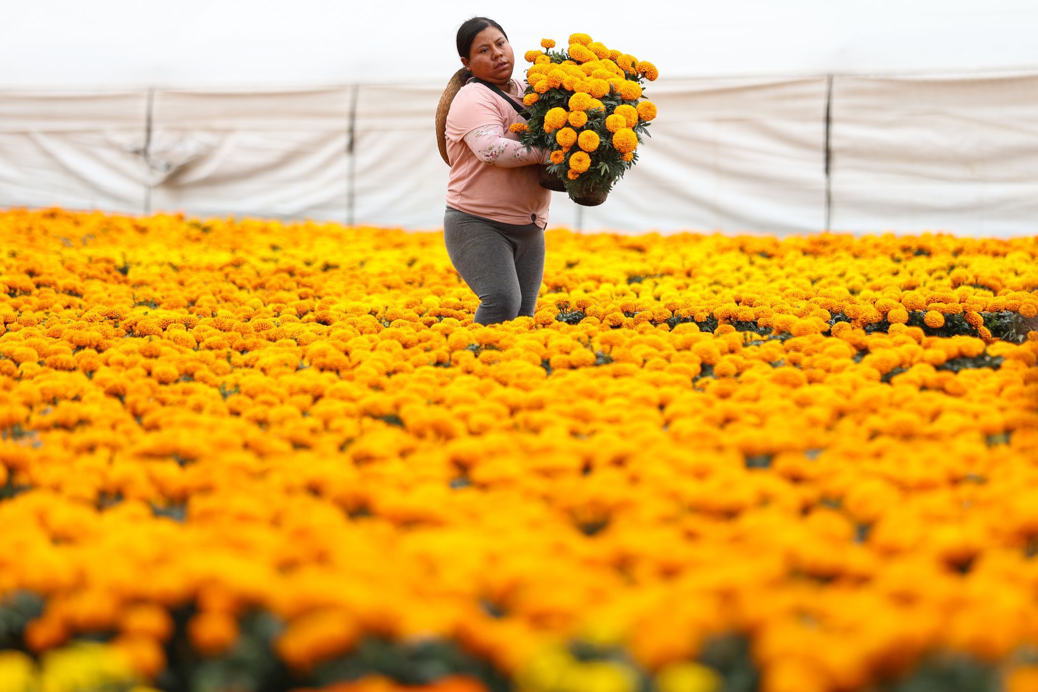 Ringelblumen zum Tag der Toten