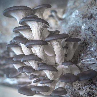 4_Austernpilze_Vetter