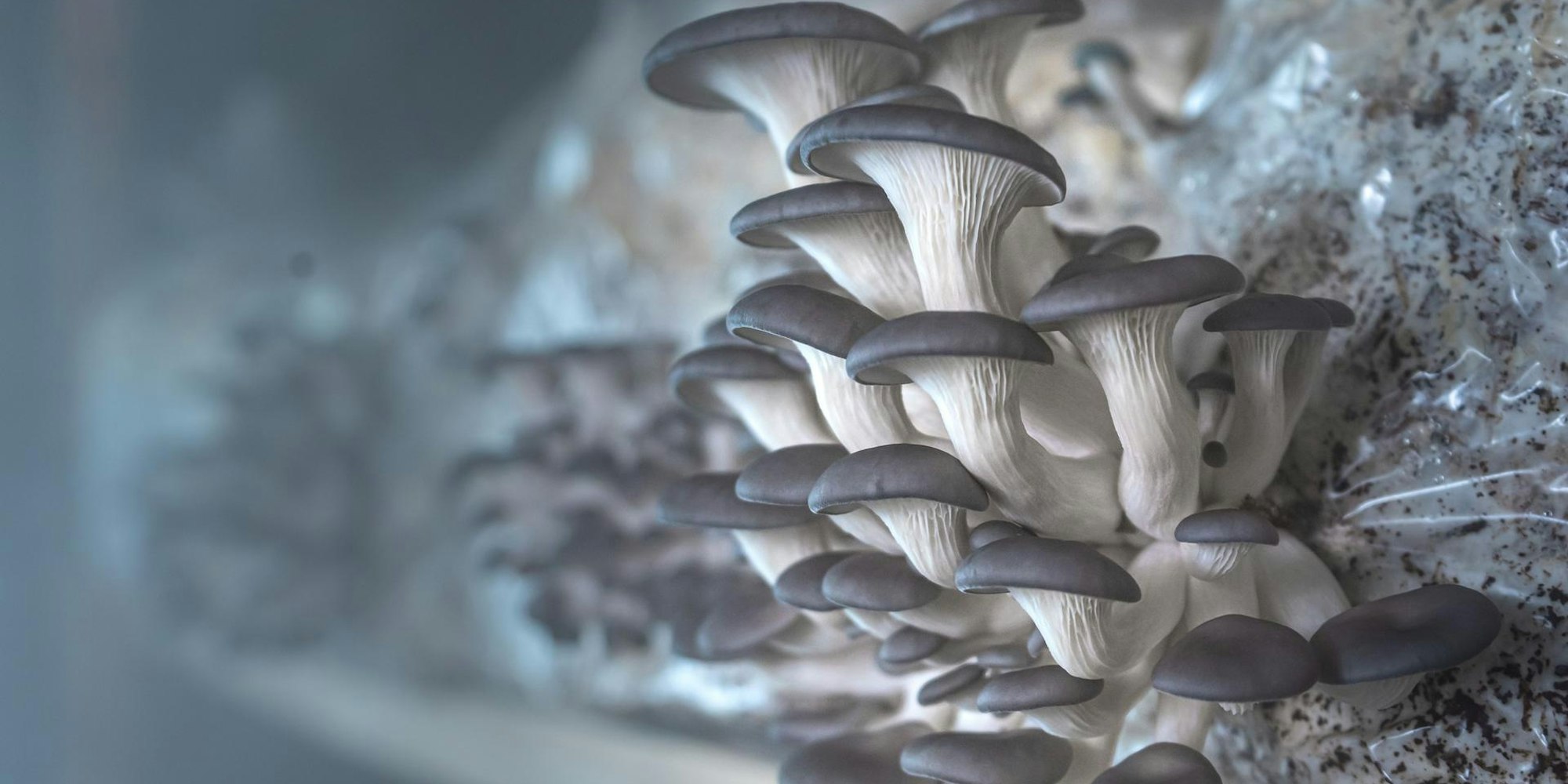 4_Austernpilze_Vetter