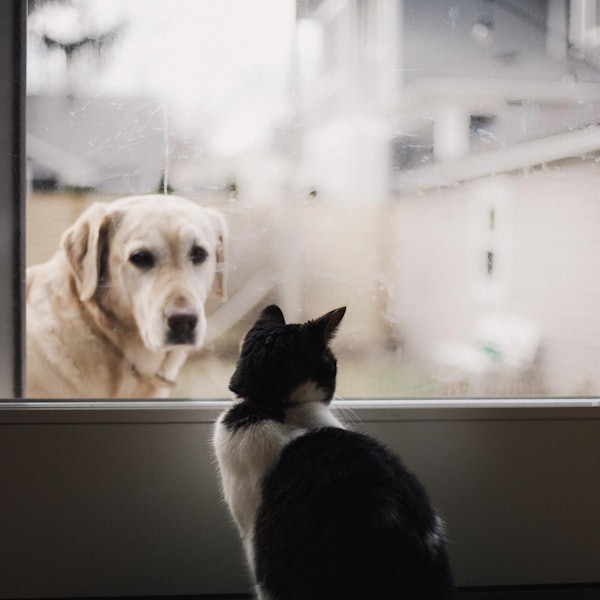 alexis-chloe-dD75iU5UAU4-unsplash