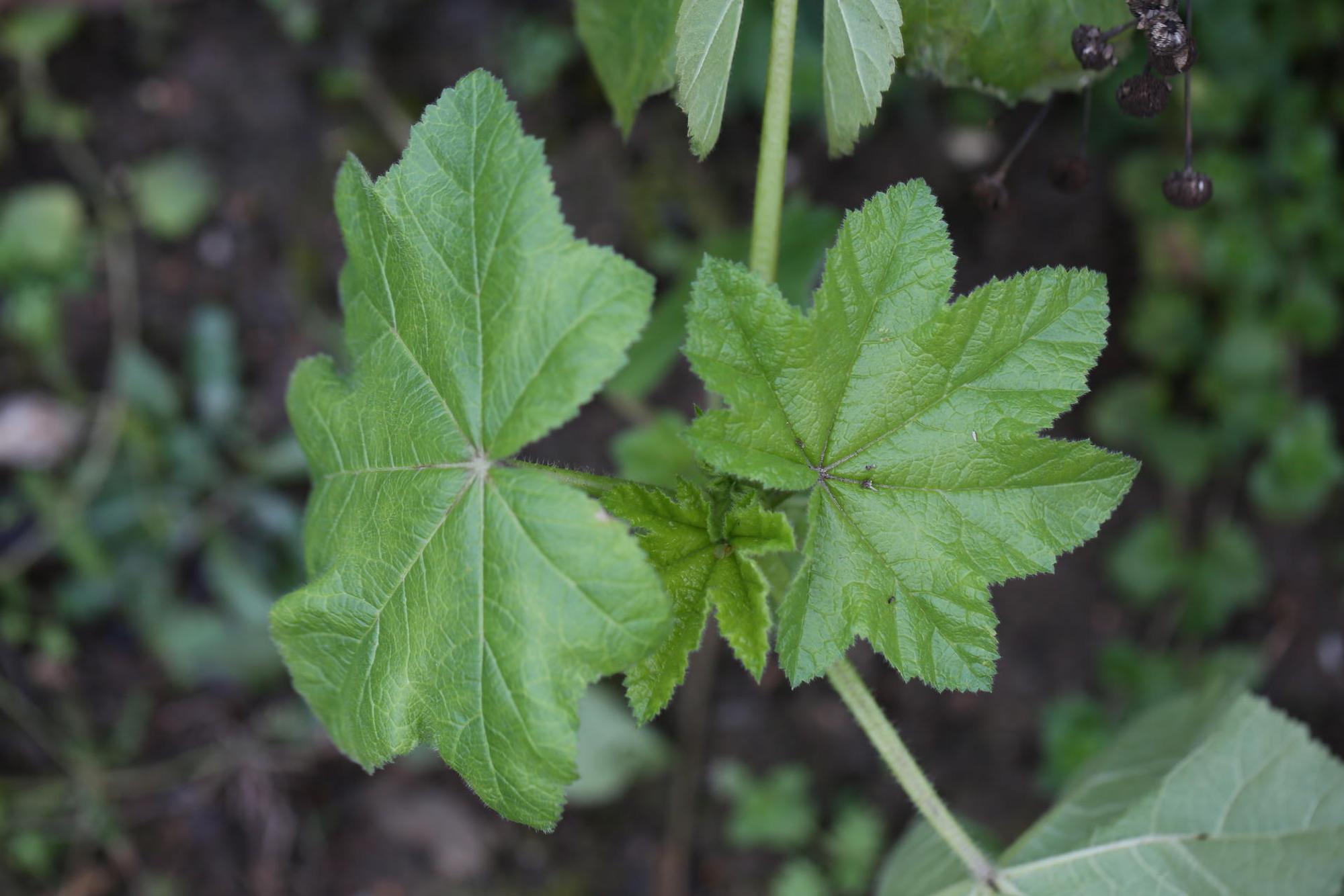 Gartenkalender 2019 Januar Malve auf dem Gemüsebeet
