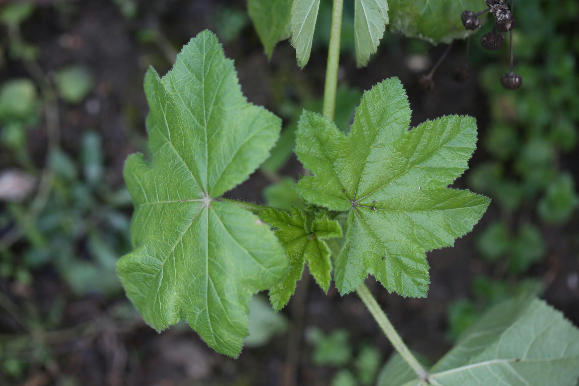 Gartenkalender 2019 Januar Malve auf dem Gemüsebeet