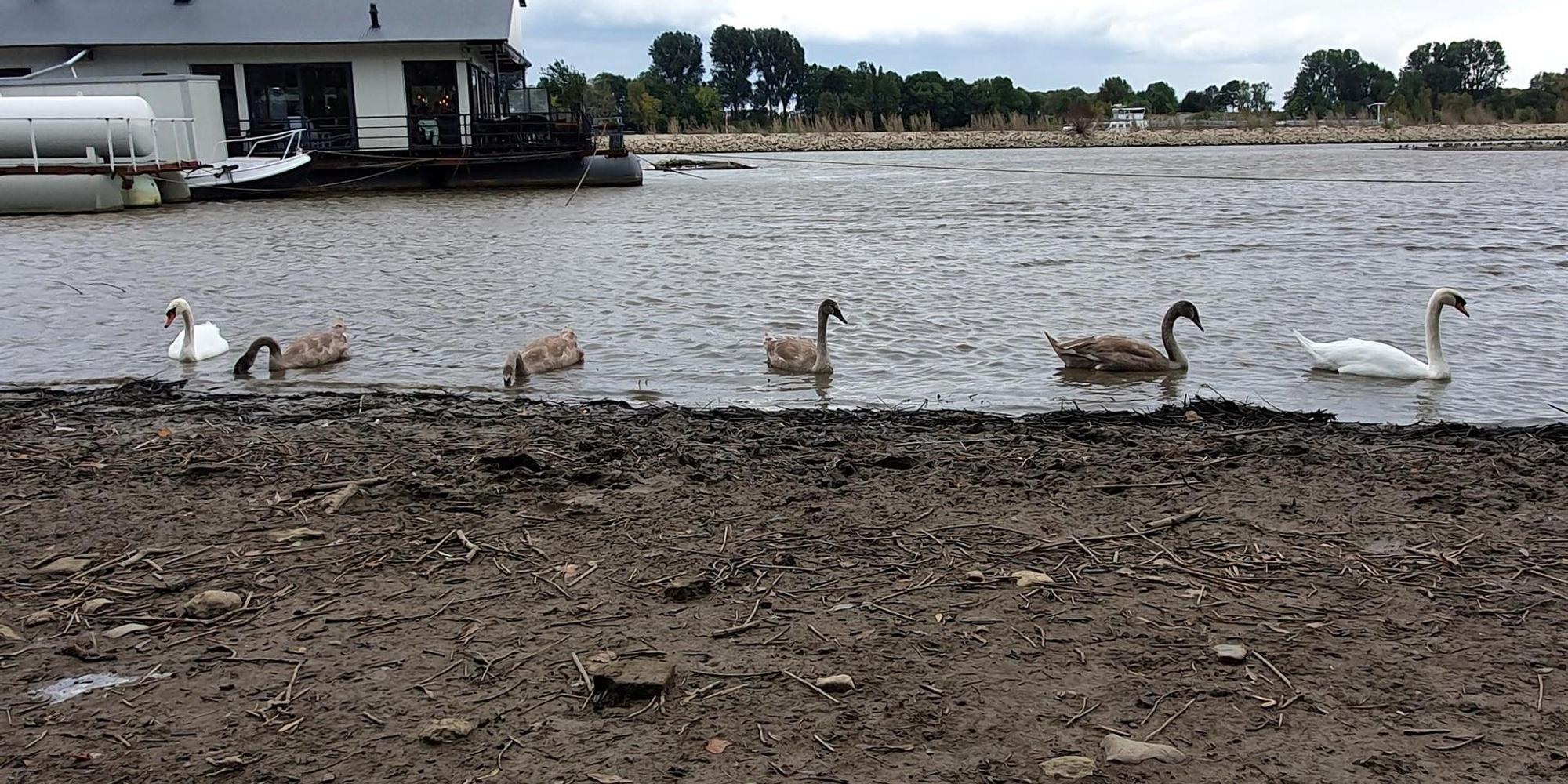 sues schwan zurück 1 (1)
