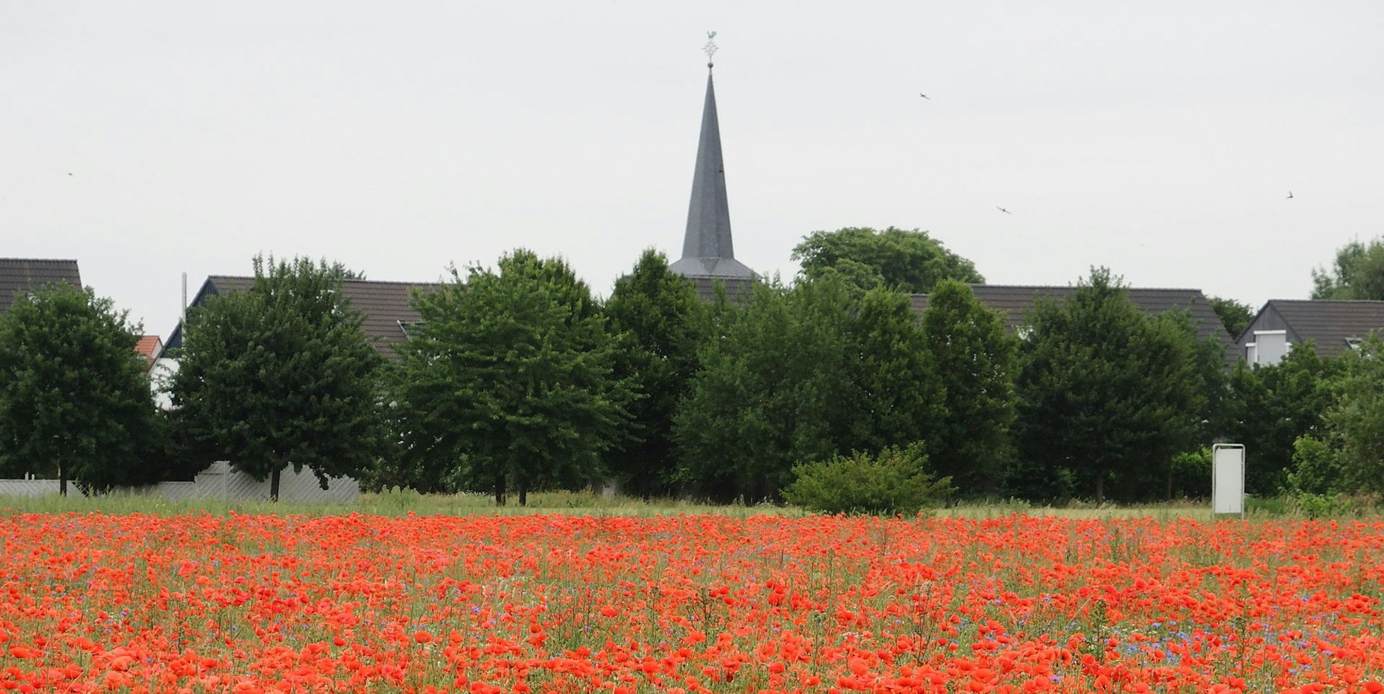 Widdersdorf Mohnblumen