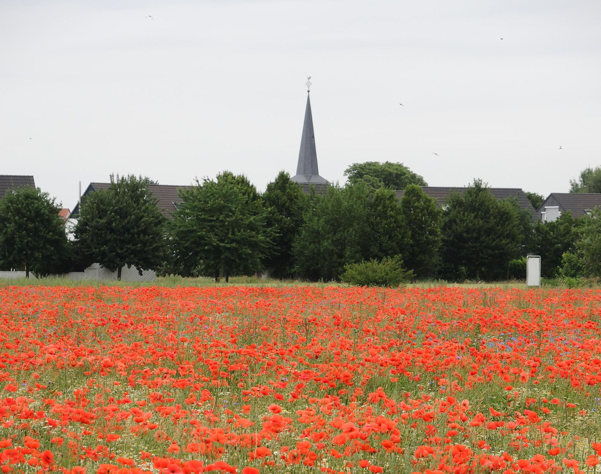 Widdersdorf Mohnblumen