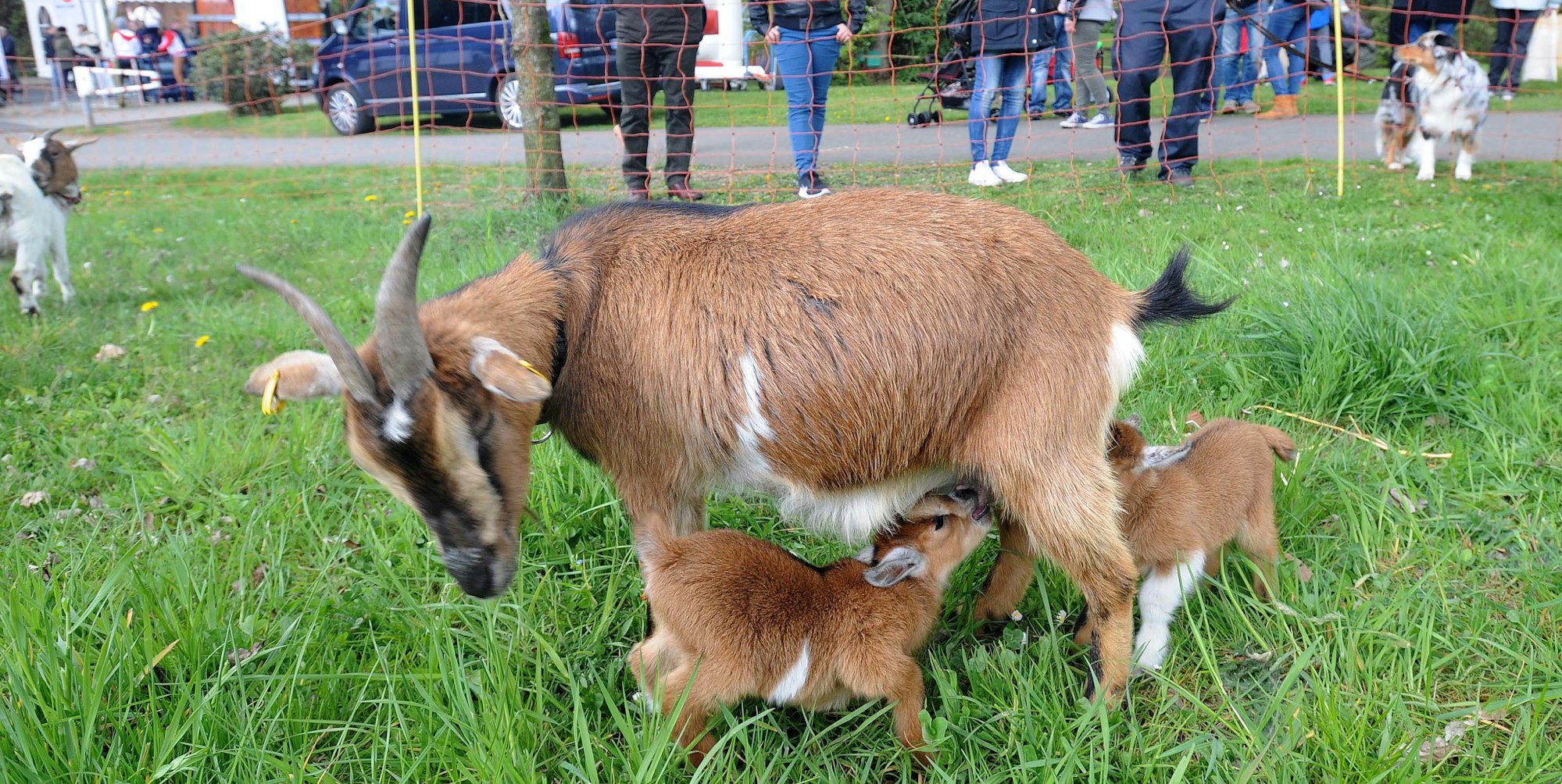 wu-familien-umweltfest_(8)