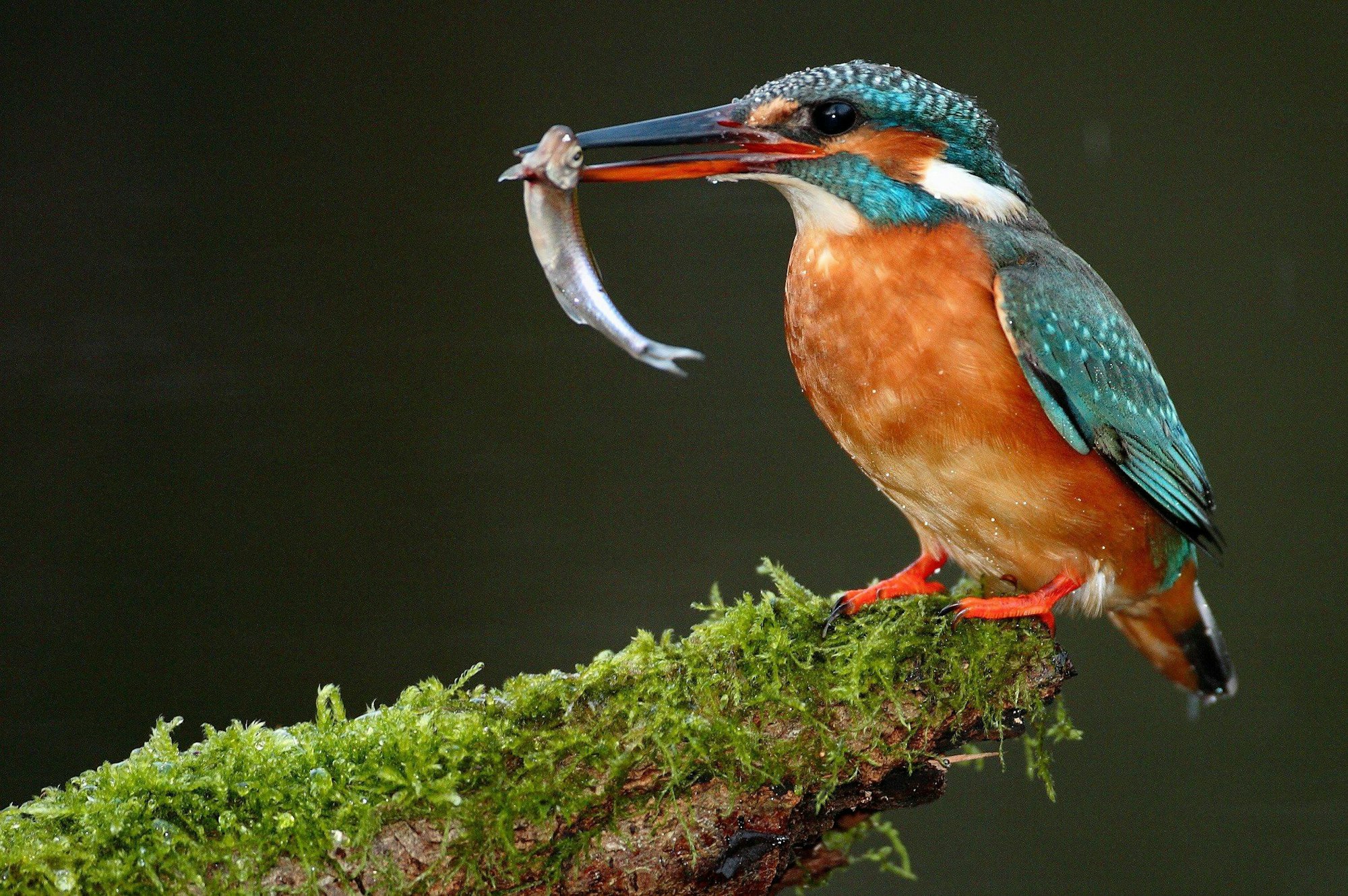 Eisvogel dpa