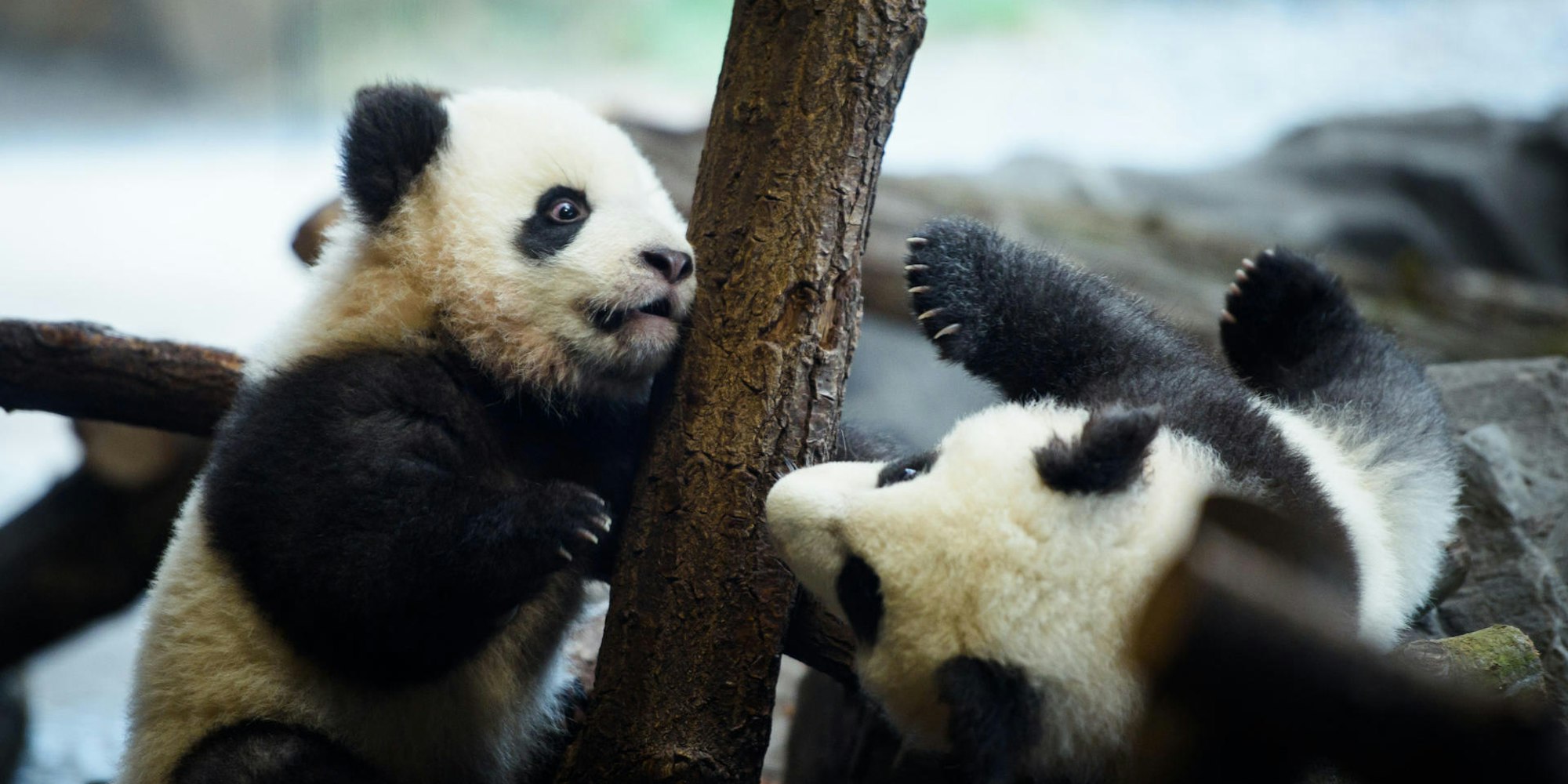 Panda-Zwillinge in Berlin
