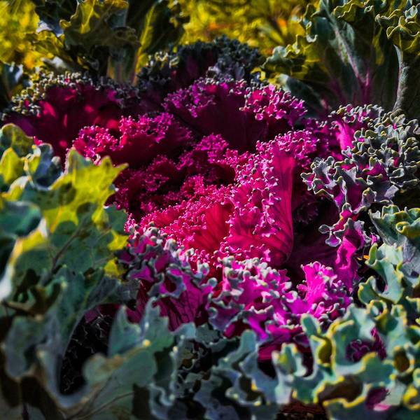 unsplash Kohl noble-brahma-iAhFo9bKXuE-unsplash